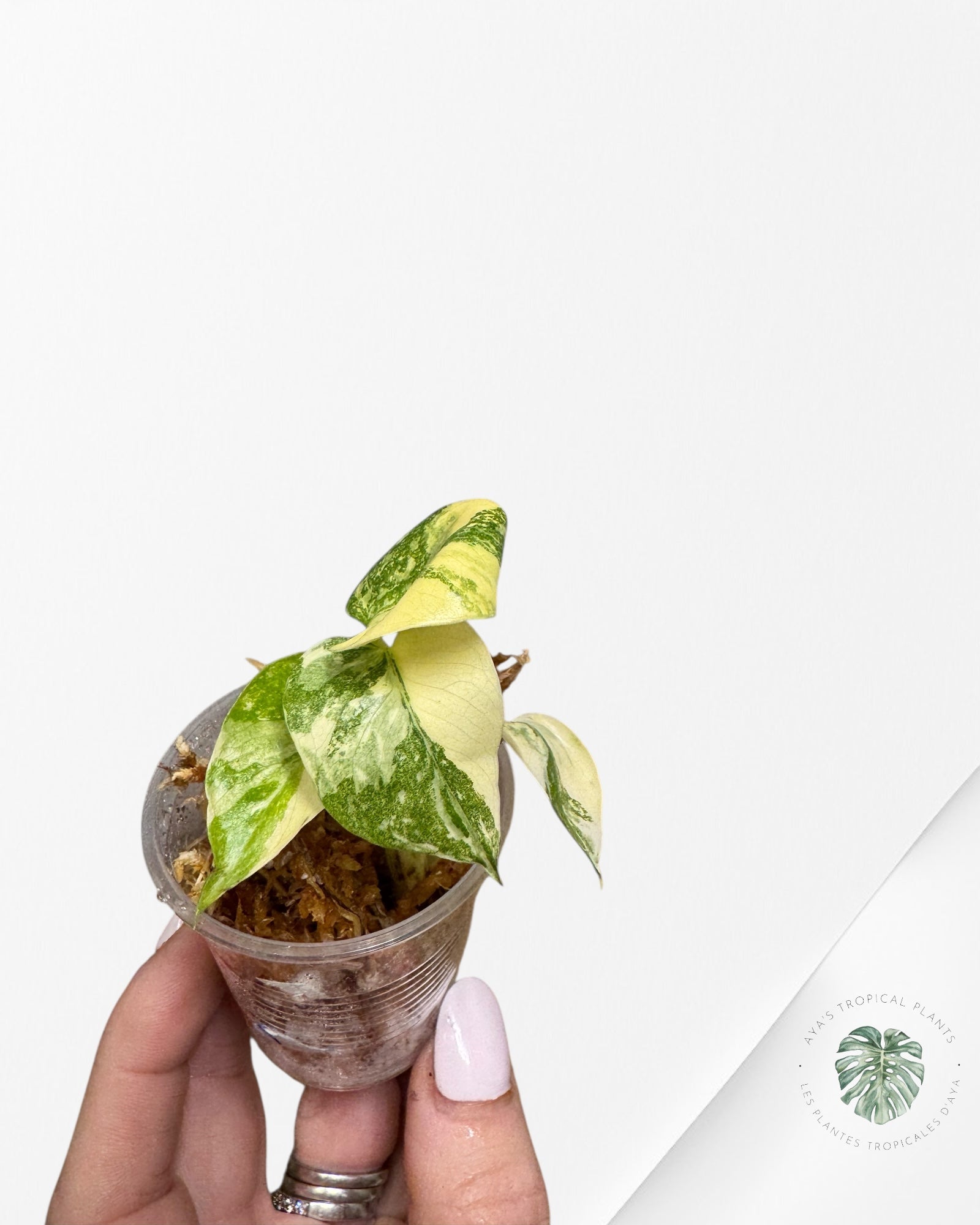 Monstera Thai Constellation Creme Brûlée-TH40