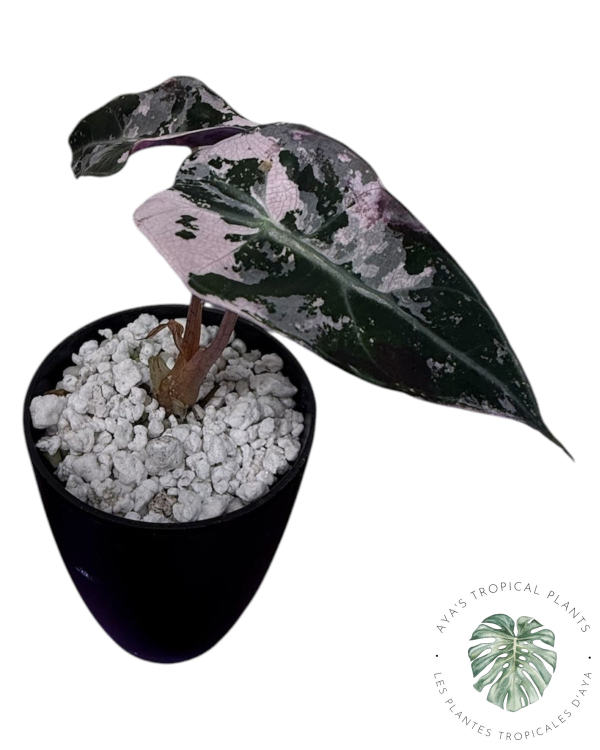 Alocasia Polly Pink Snowflake