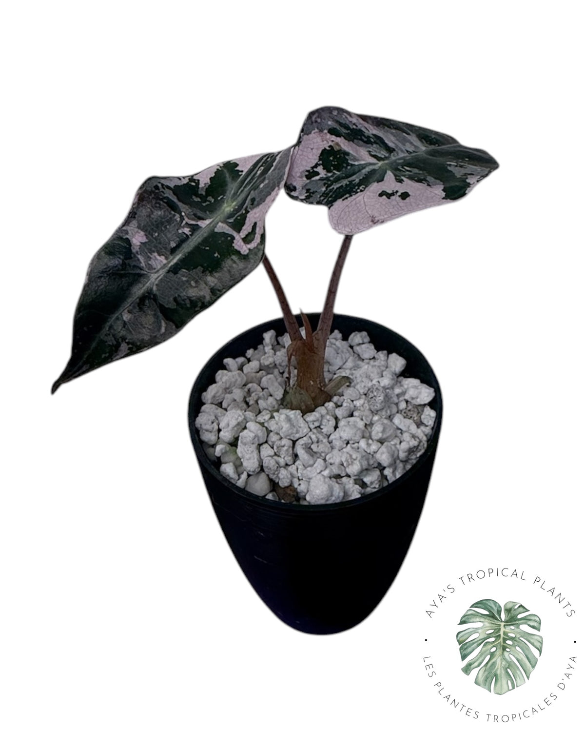 Alocasia Polly Pink Snowflake