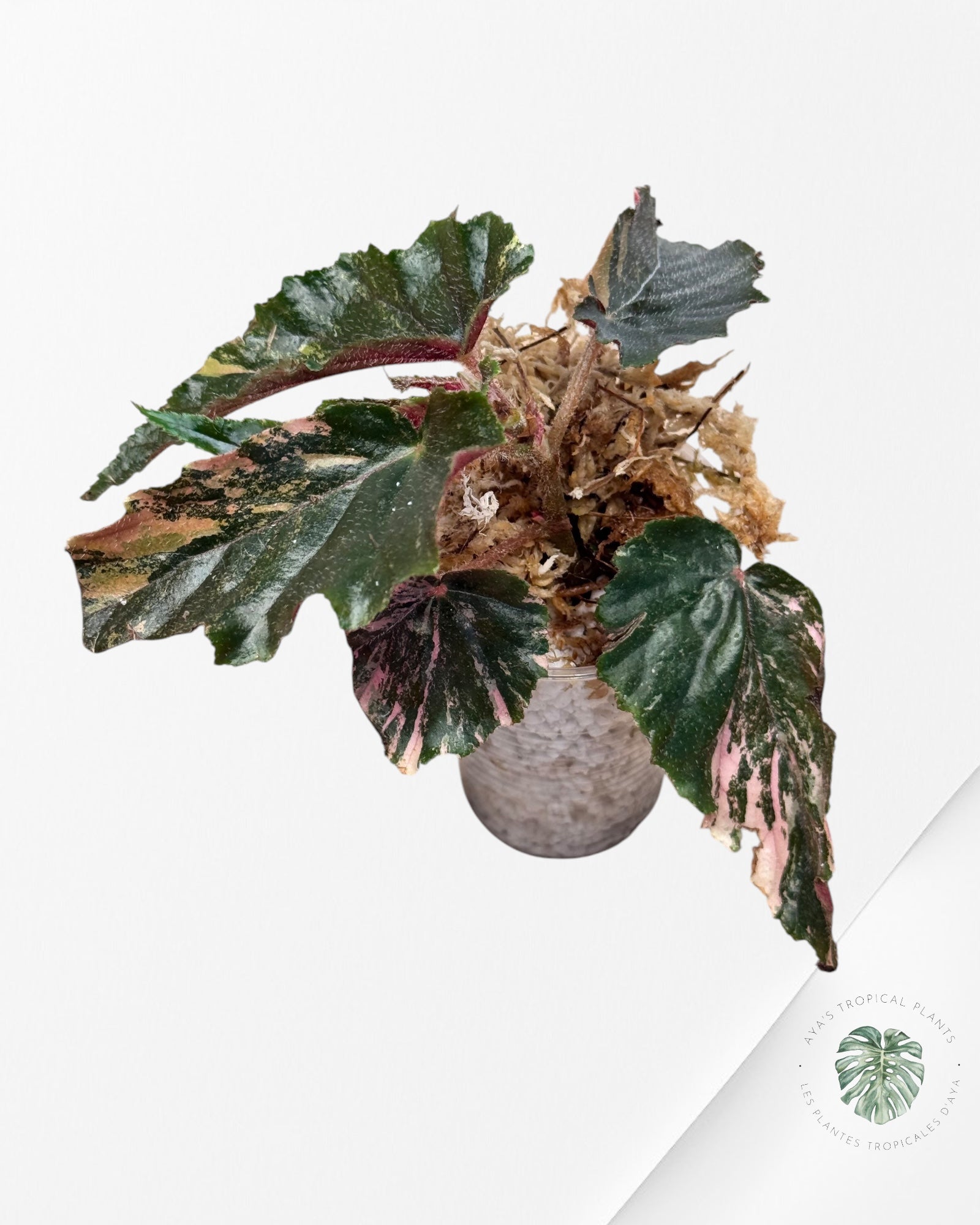 Begonia Jinny Galaxy varigated - BJG1