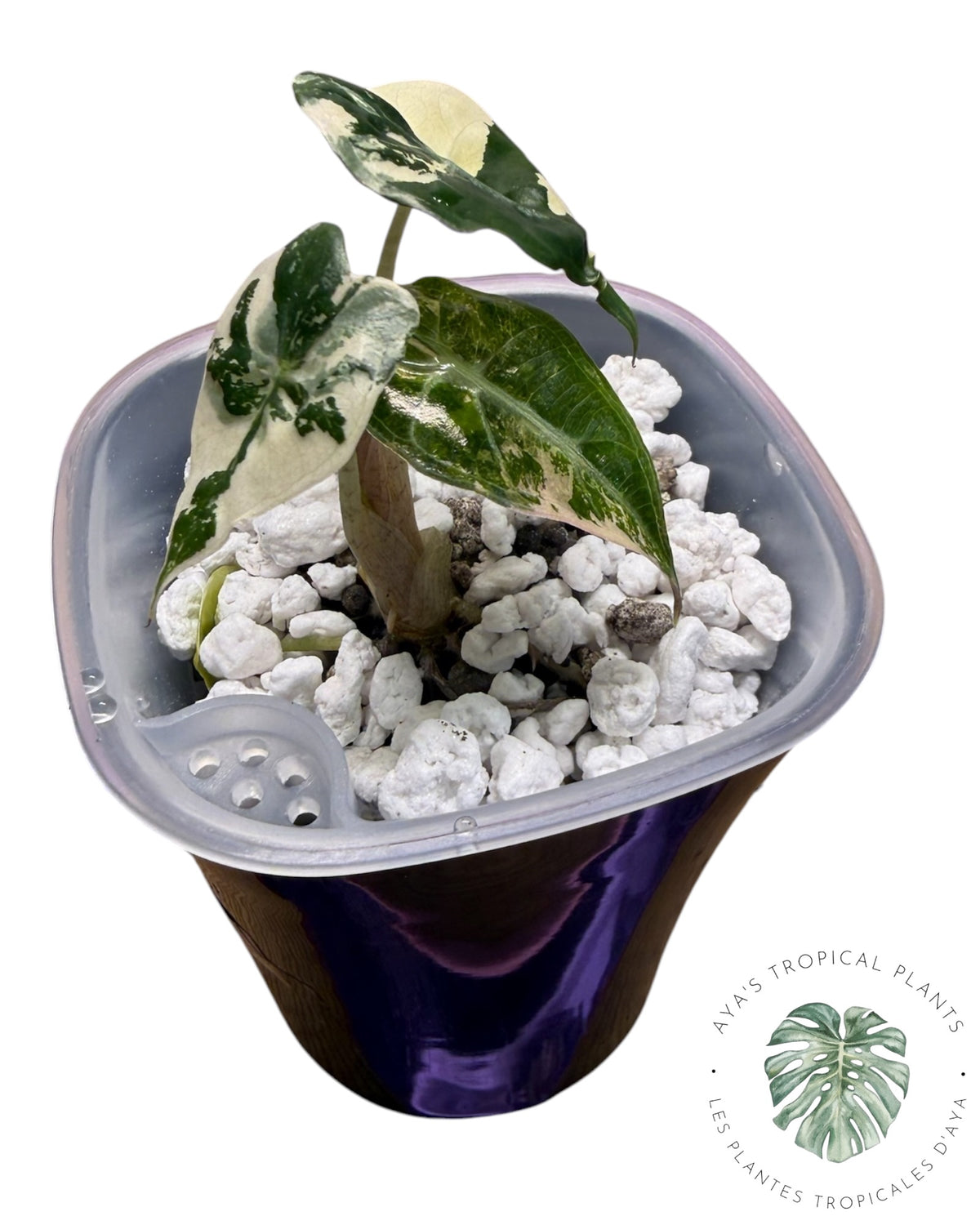 Alocasia Mandalay Pink Variegated