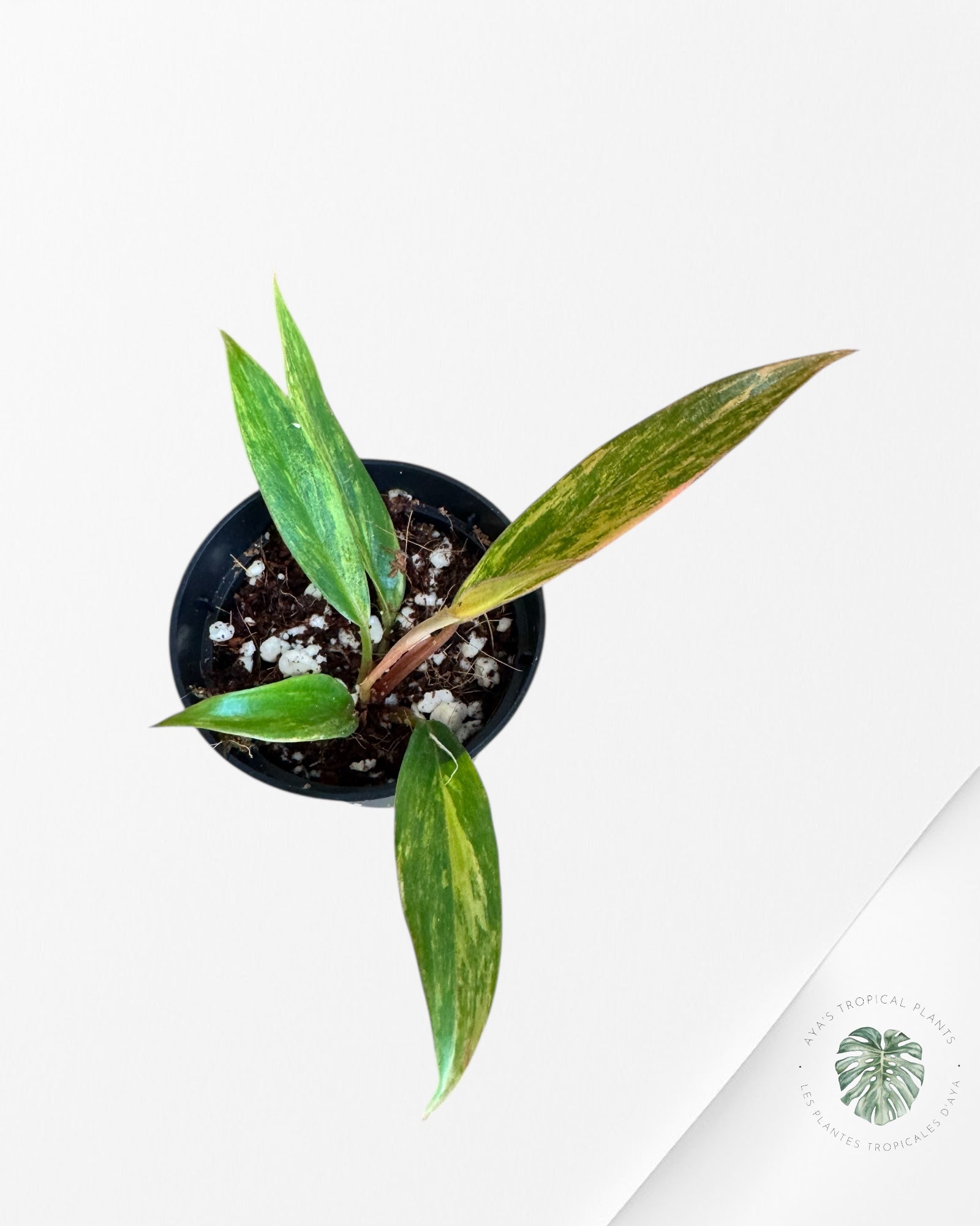 Philodendron Caramel Marble - W