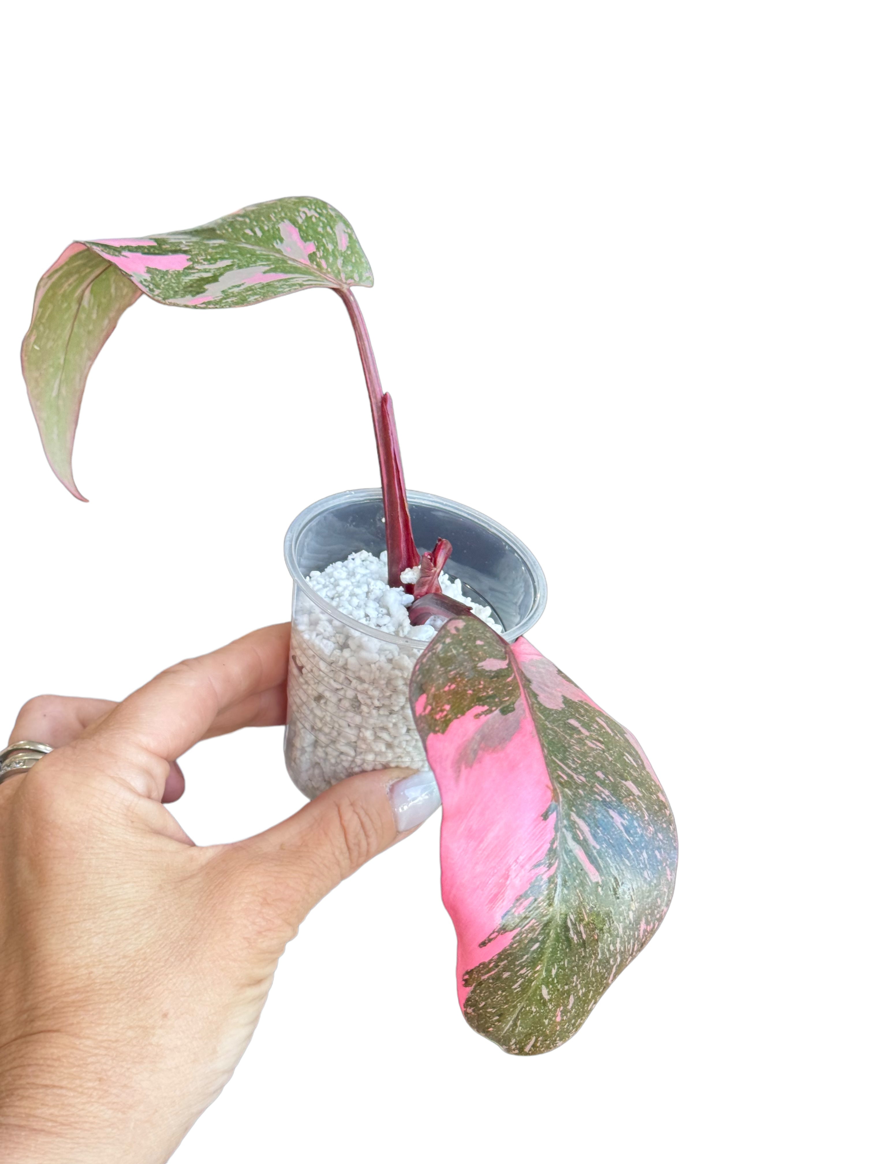 Philodendron Pink Galaxy-PPP10