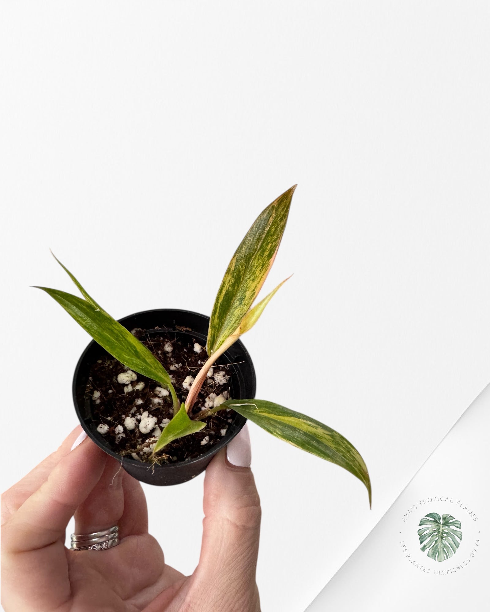 Philodendron Caramel Marble - W