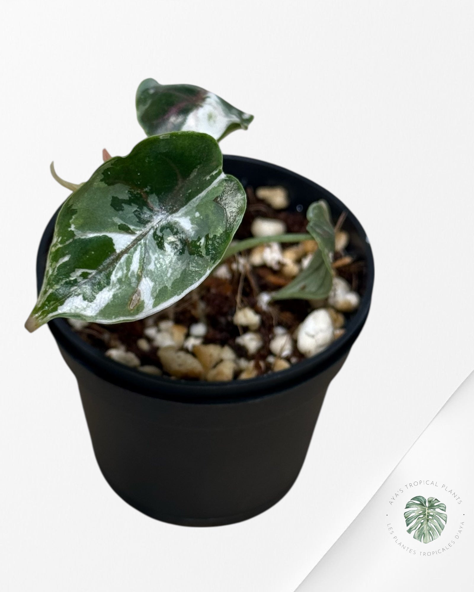 Alocasia Azlanii Pink Variegated - F