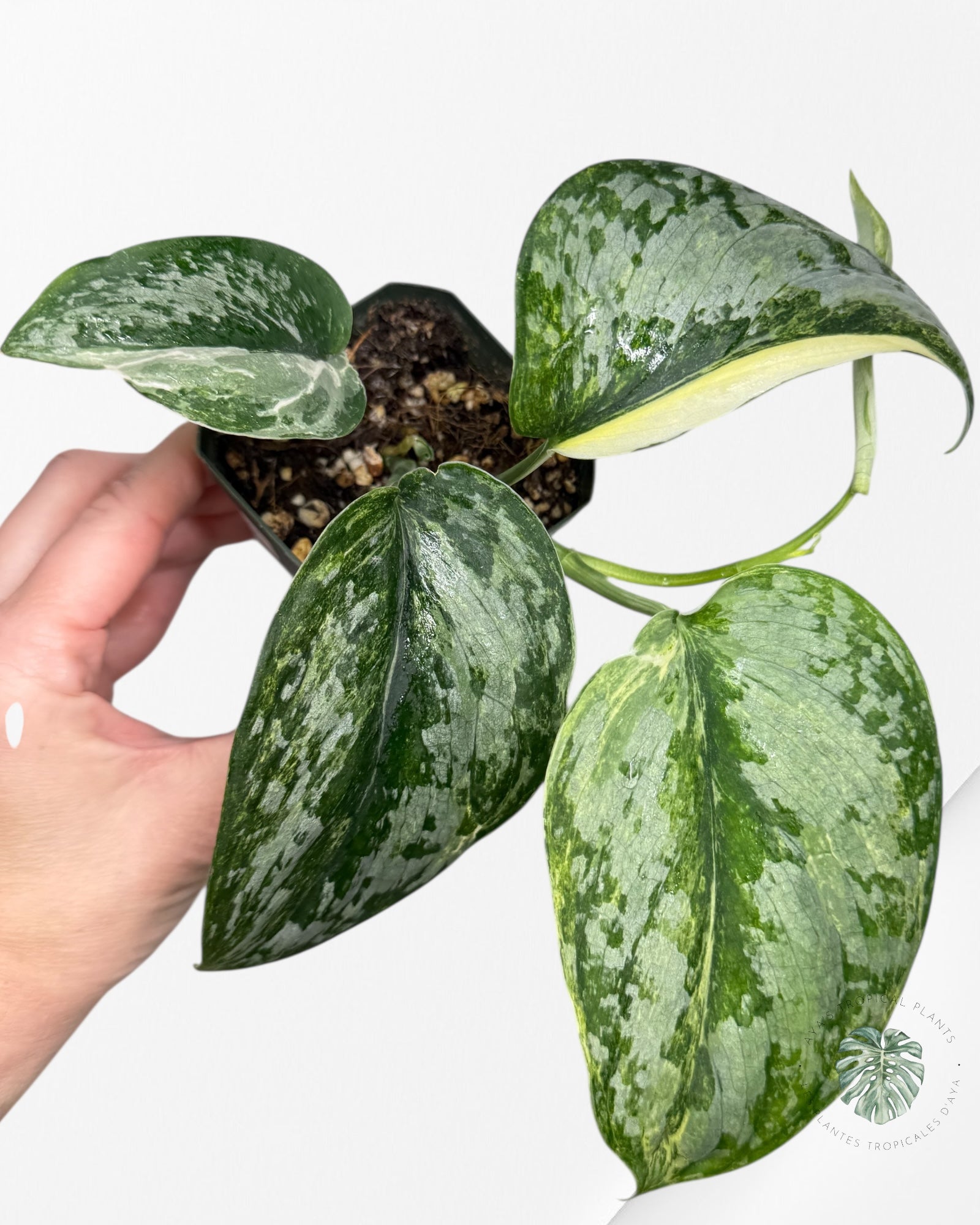 Scindapsus Radjatapura - DI5