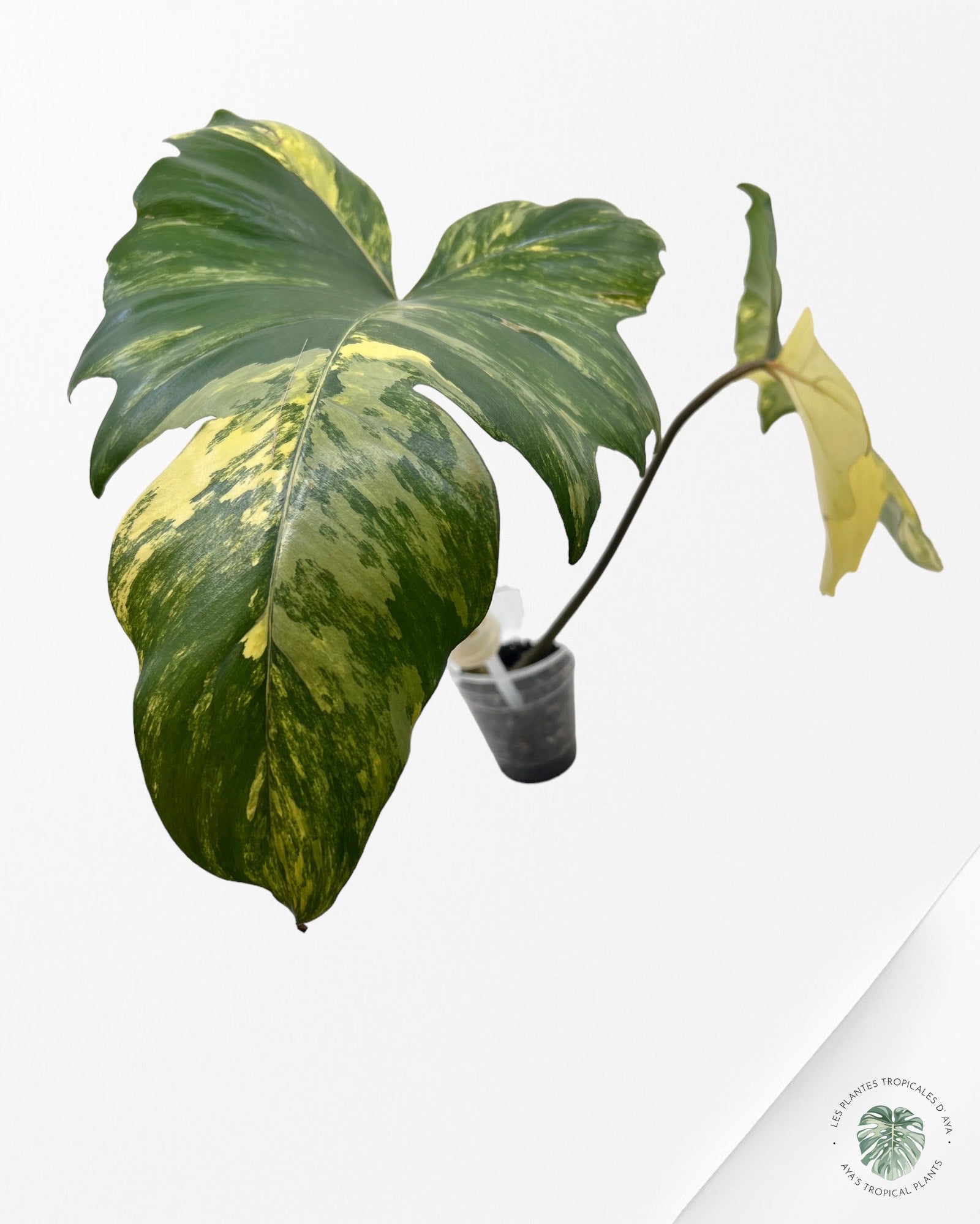 Philodendron Florida  Beauty x Mayoi