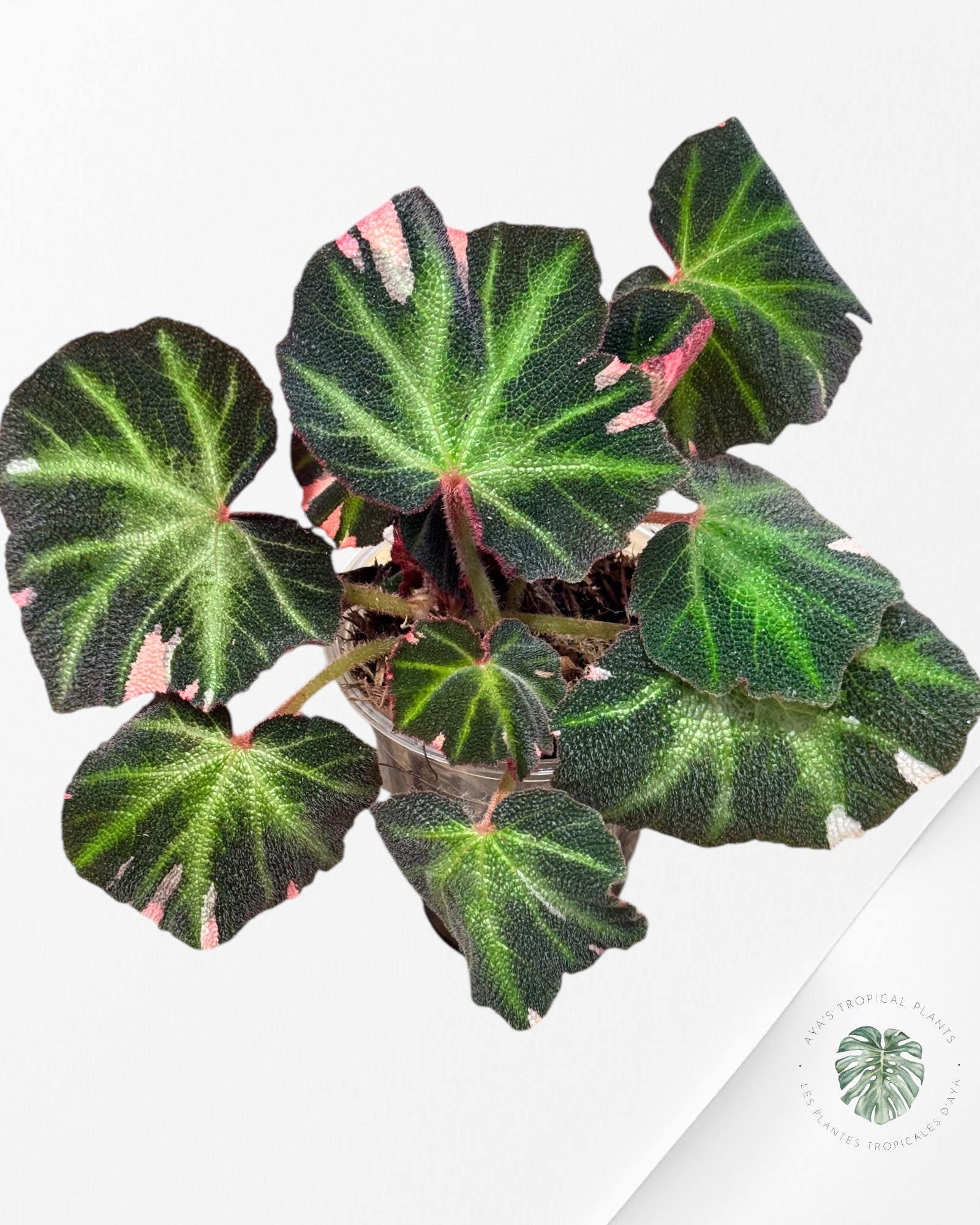 Begonia soli-mutata varigated - BSM6