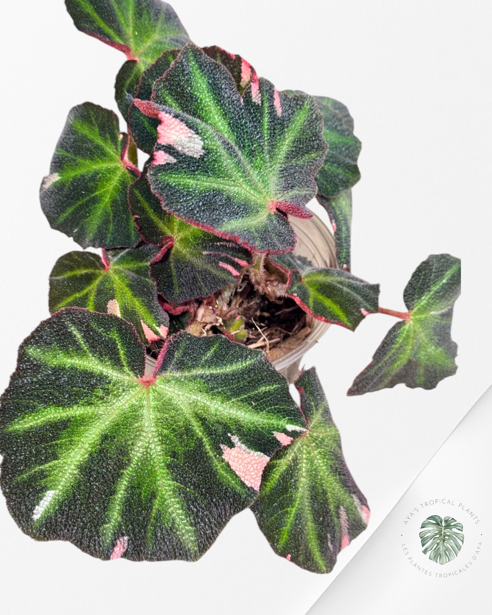 Begonia soli-mutata varigated - BSM6