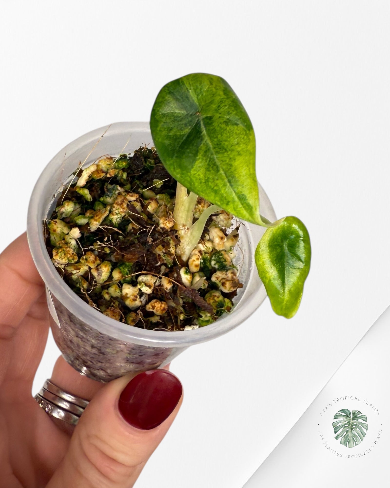 Alocasia Maharani Variegated Aurea| Rare TC Plant| Aya's Tropical Plants