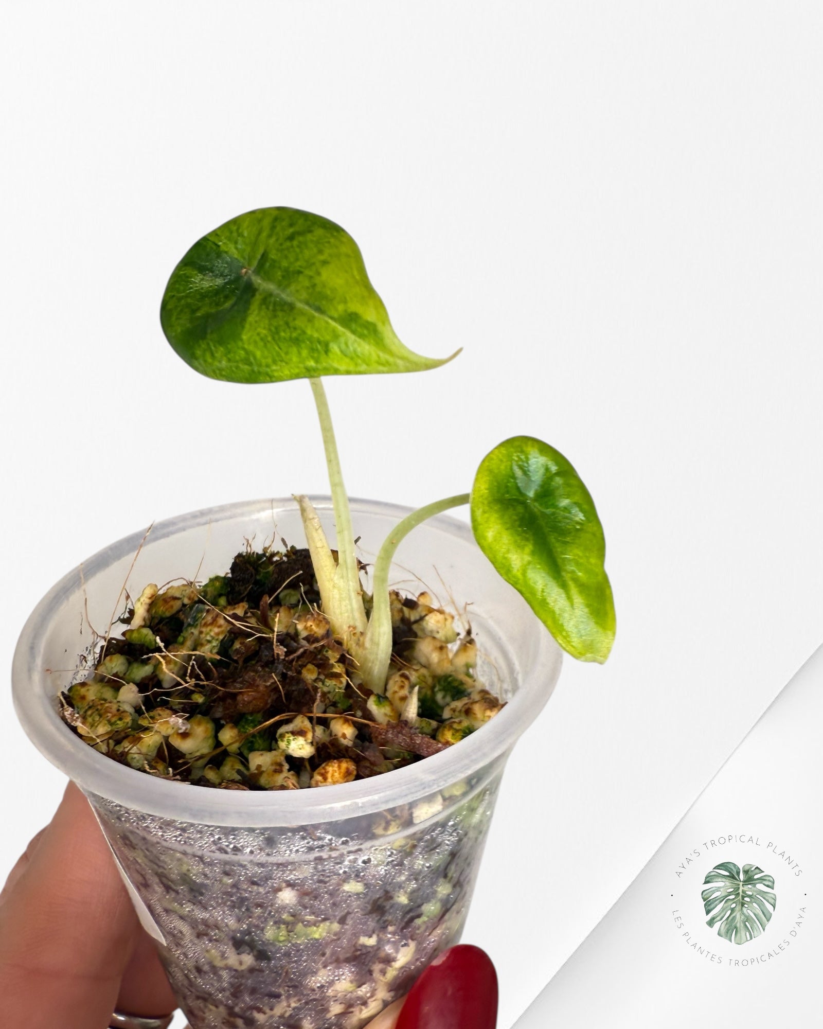 Alocasia Maharani Variegated Aurea| Rare TC Plant| Aya's Tropical Plants