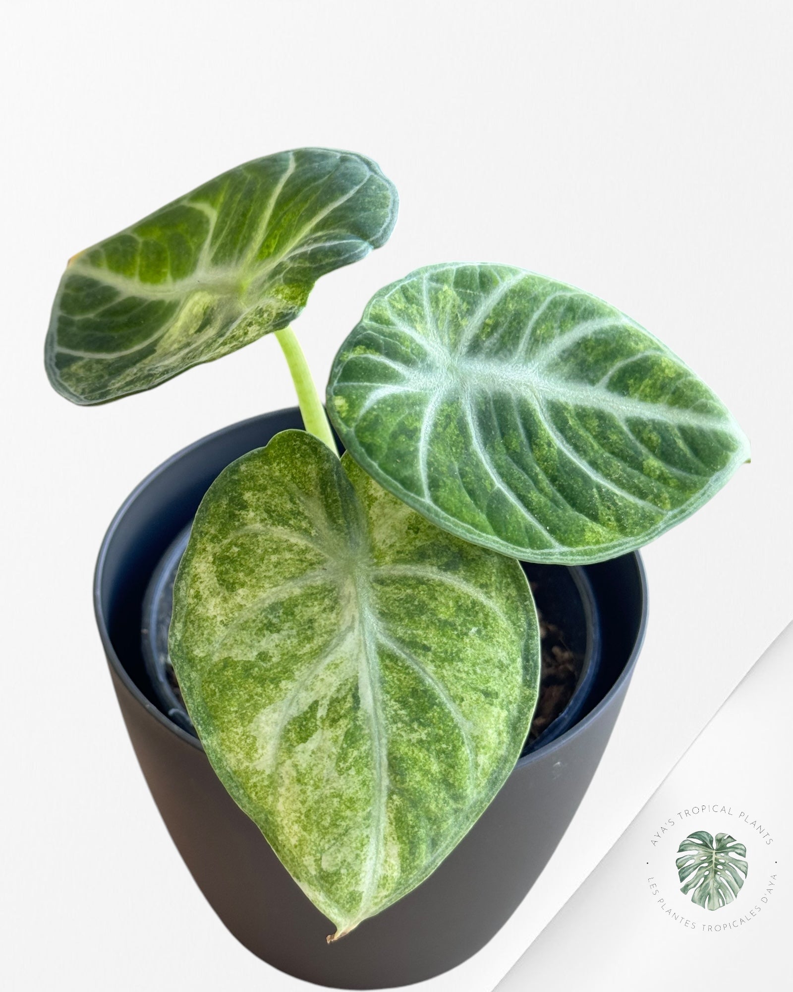 Alocasia Ninja Tricolor-A