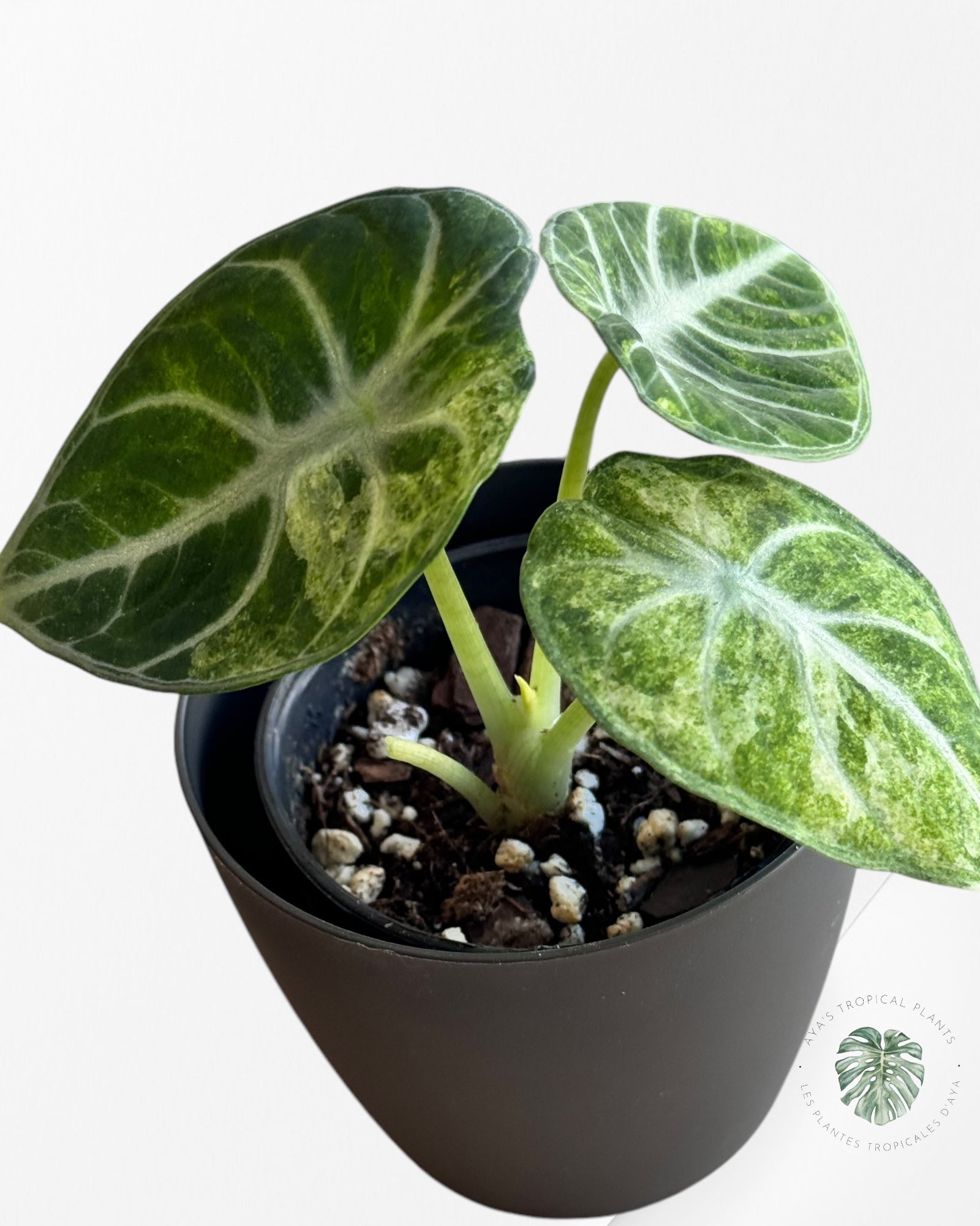 Alocasia Ninja Tricolor-A