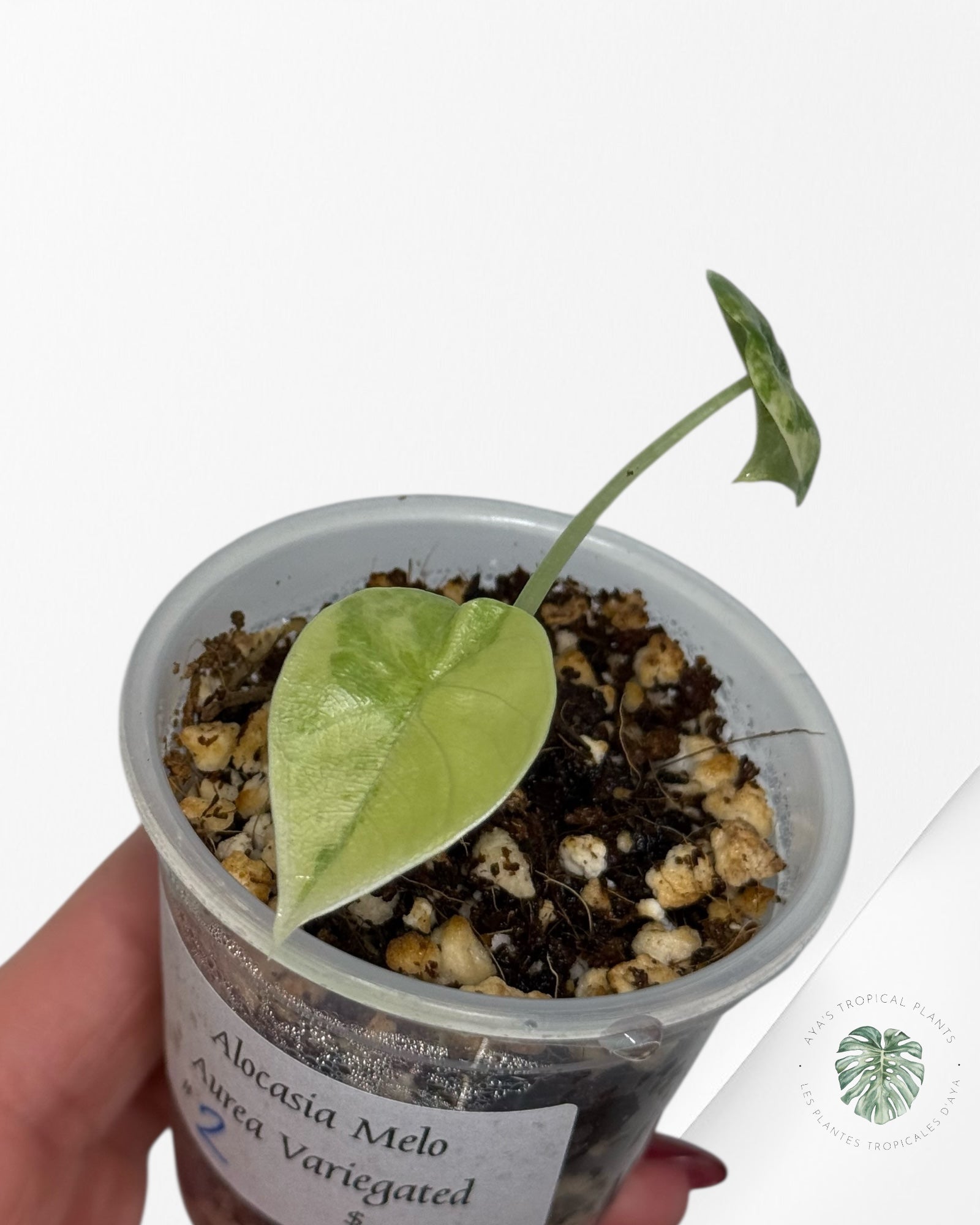 Alocasia Melo Variegated Aurea| Rare TC Plant| Aya's Tropical Plants