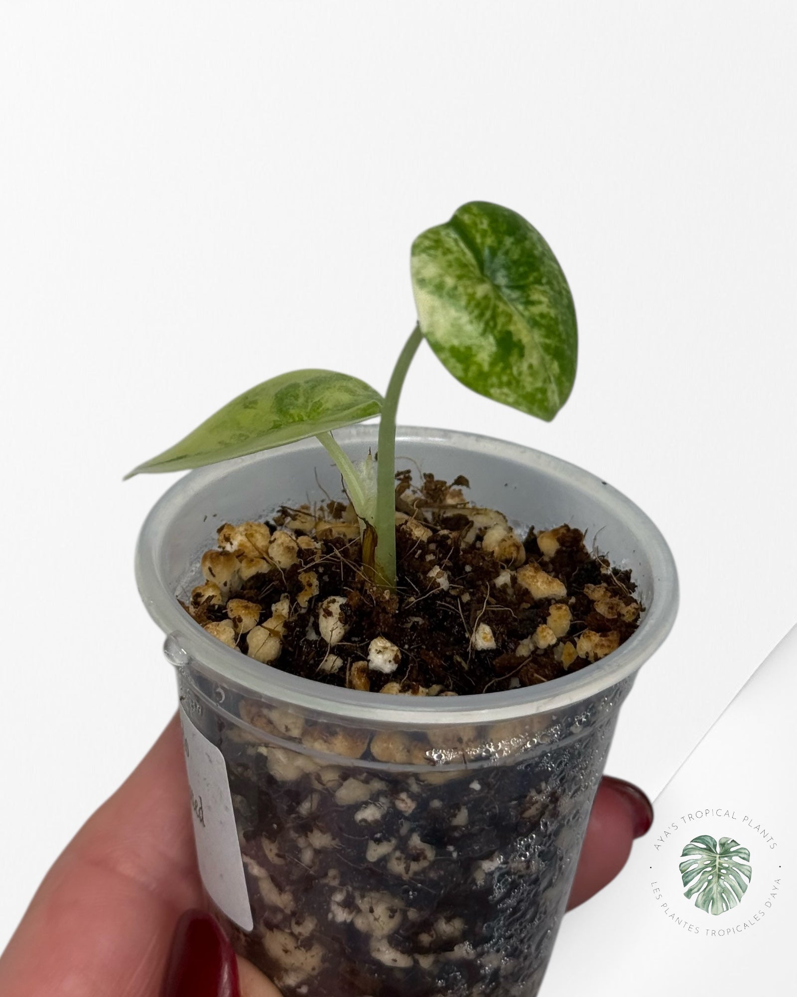 Alocasia Melo Variegated Aurea| Rare TC Plant| Aya's Tropical Plants