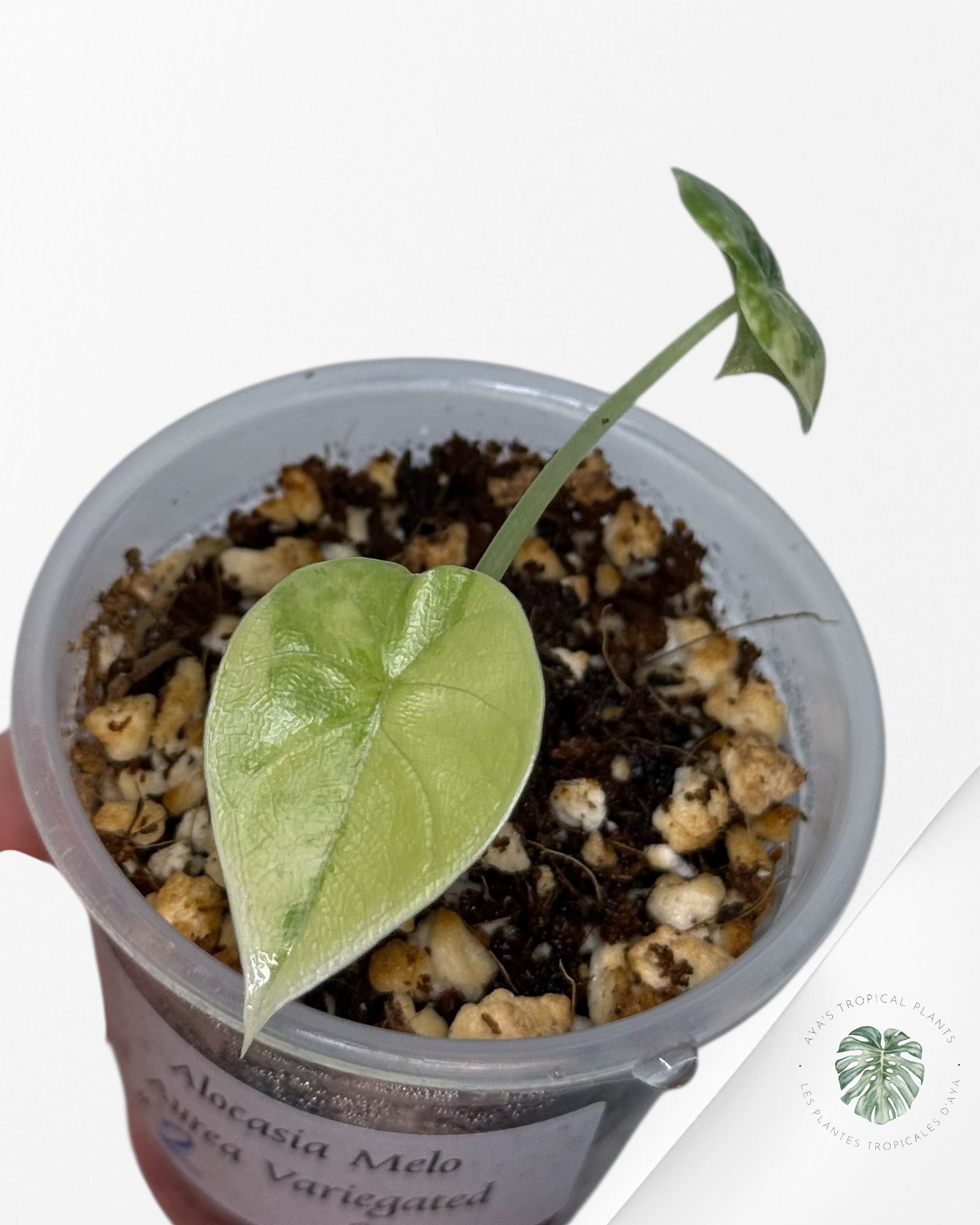 Alocasia Melo Variegated Aurea| Rare TC Plant| Aya's Tropical Plants