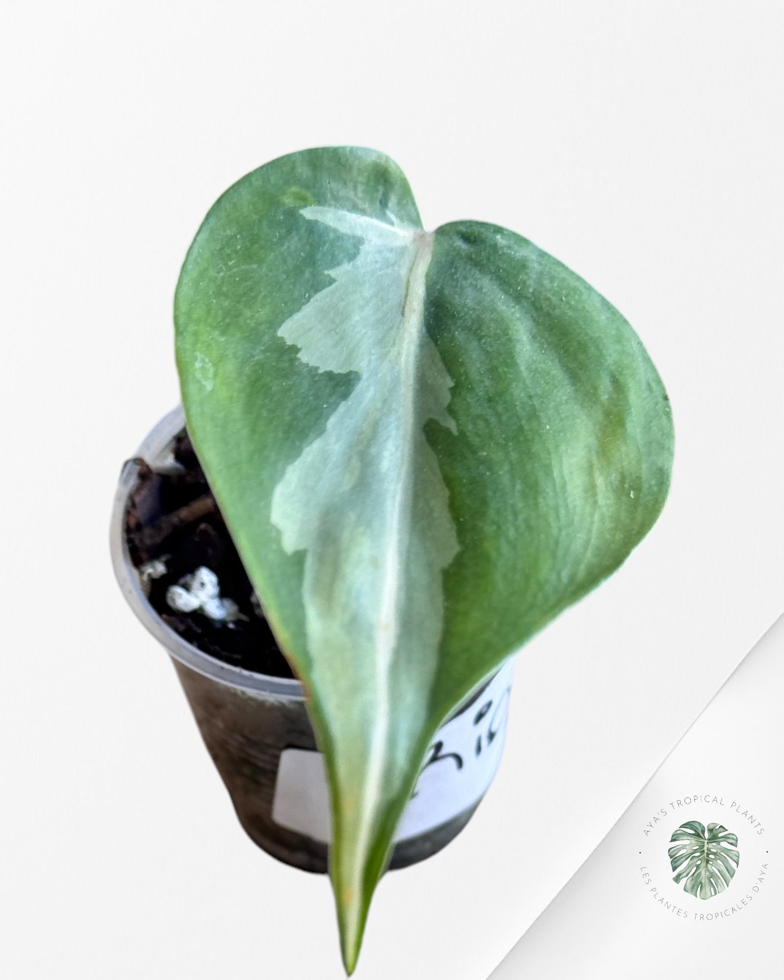 Philodendron Rio-Pr10