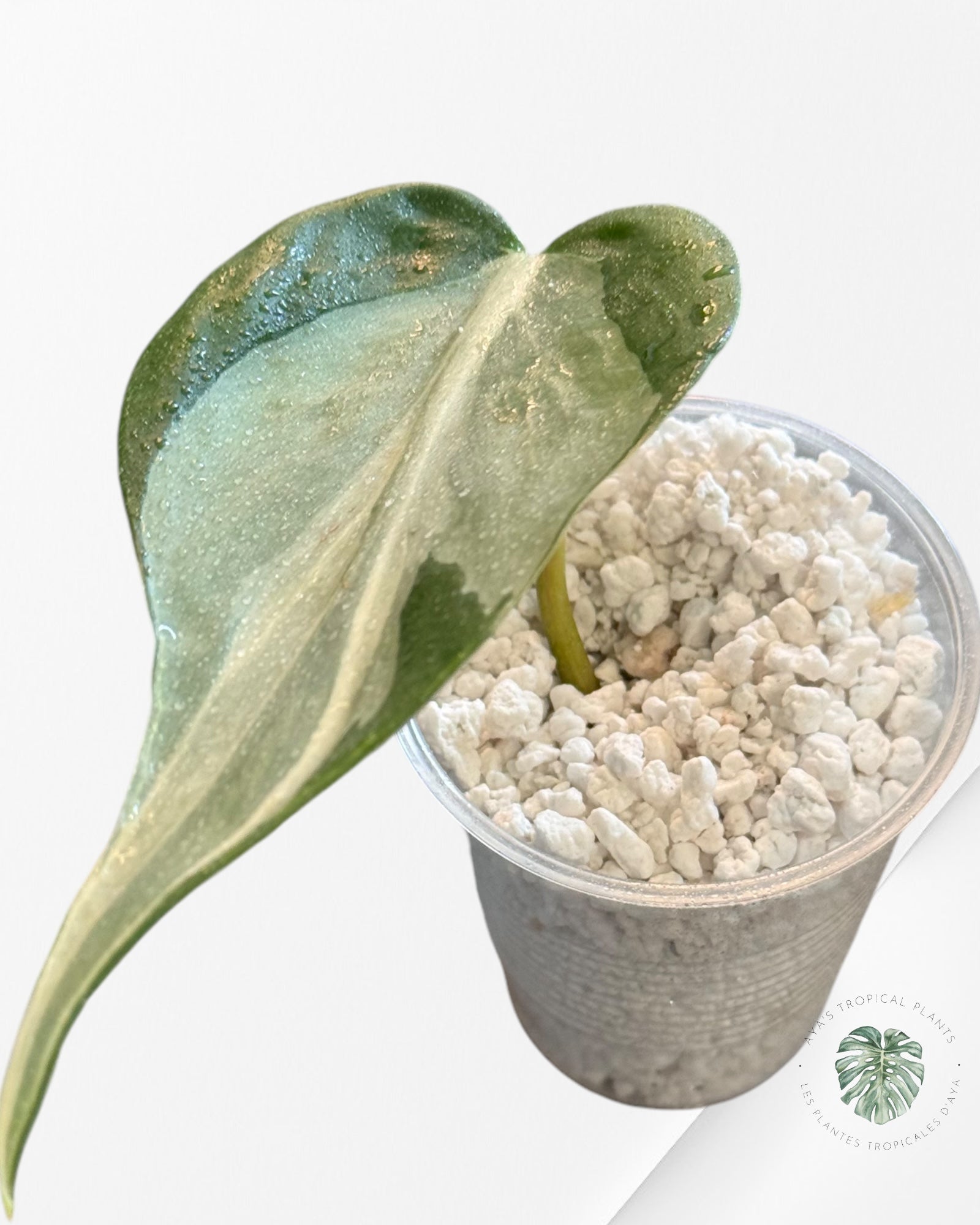 Philodendron Rio-PR10