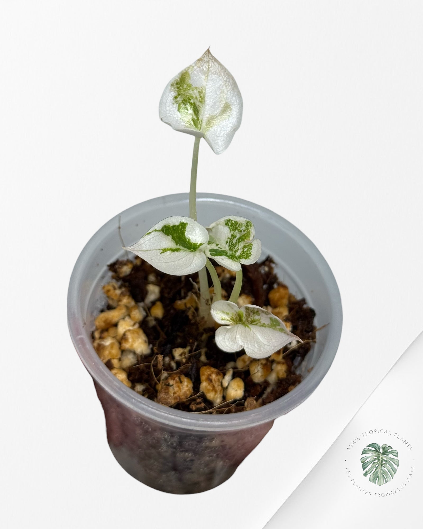 Alocasia Cuprea Pink Variegated | Rare TC Plant| Aya's Tropical Plants