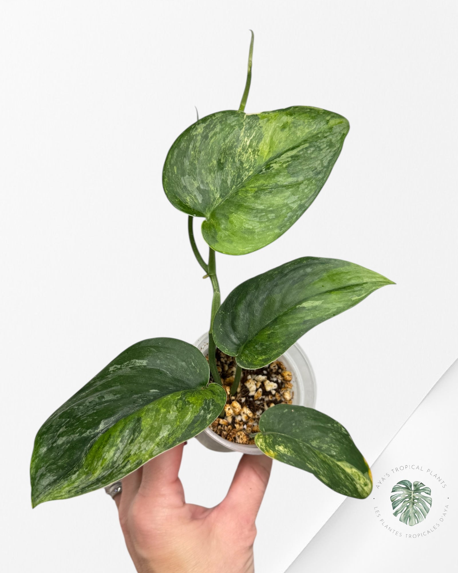 Scindapsus Radjatapura - SR