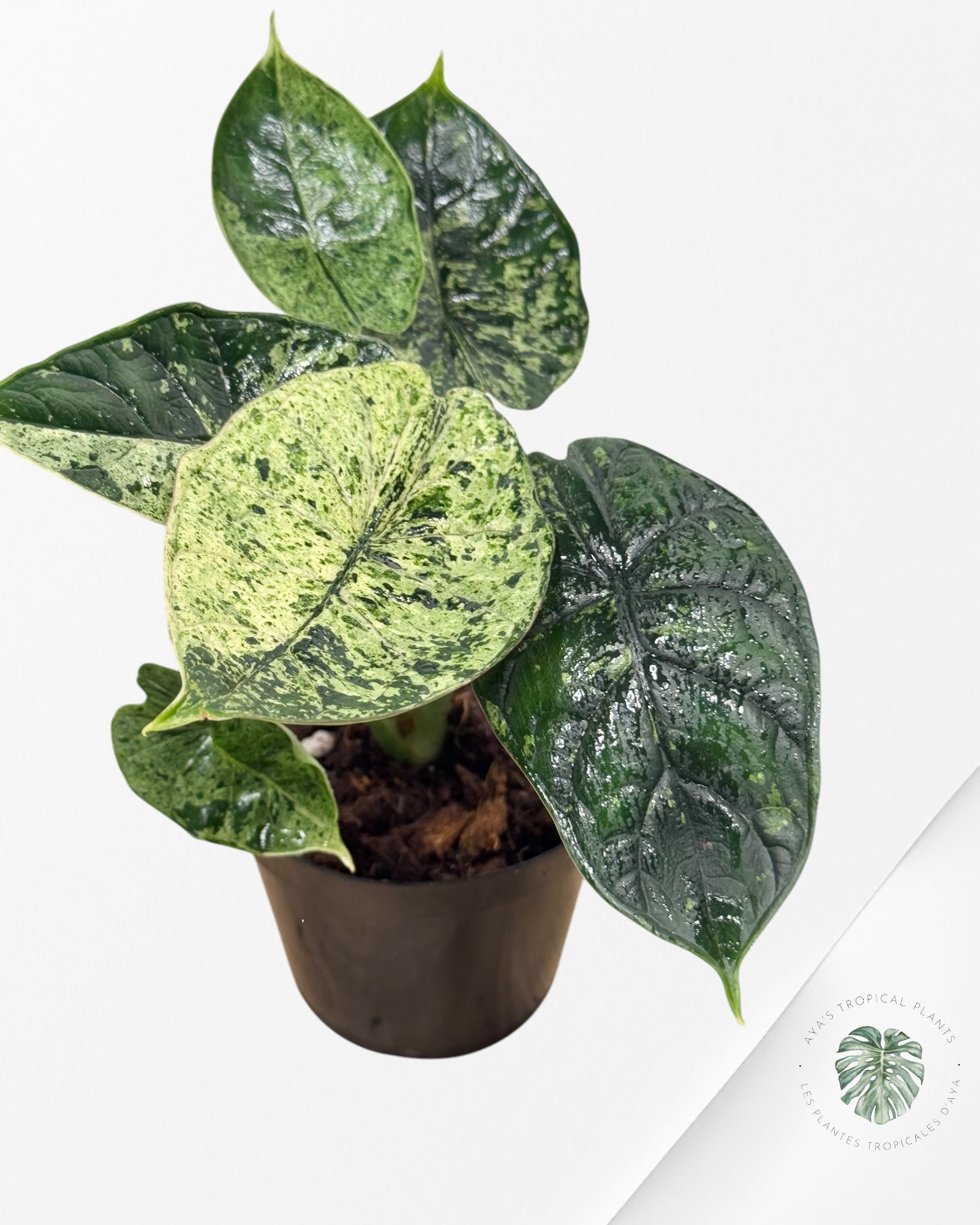 Alocasia baginda 'Dragon Scale' variegated (Mint)-ABM1