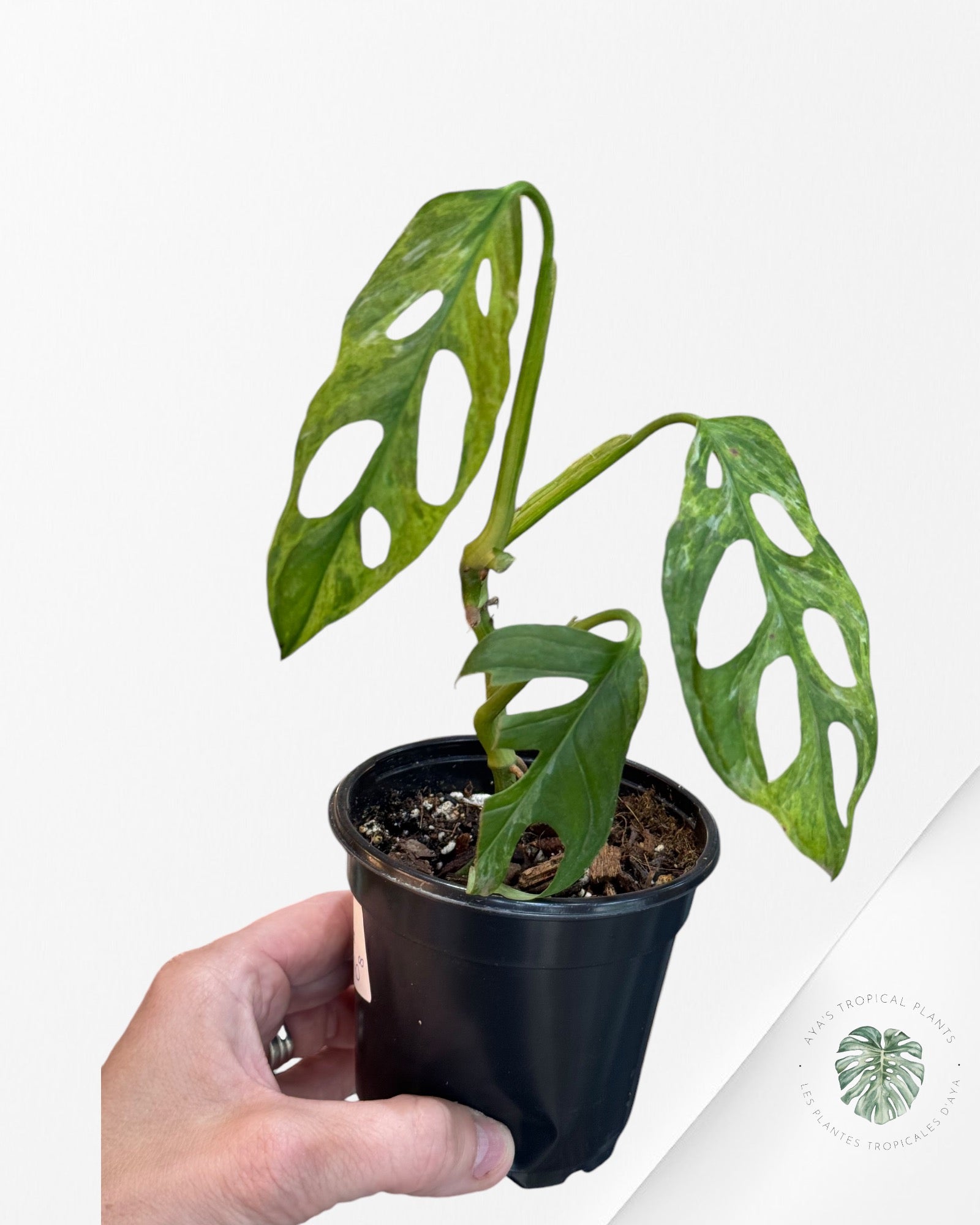 Monstera Adansonii Indonesia Mint-I