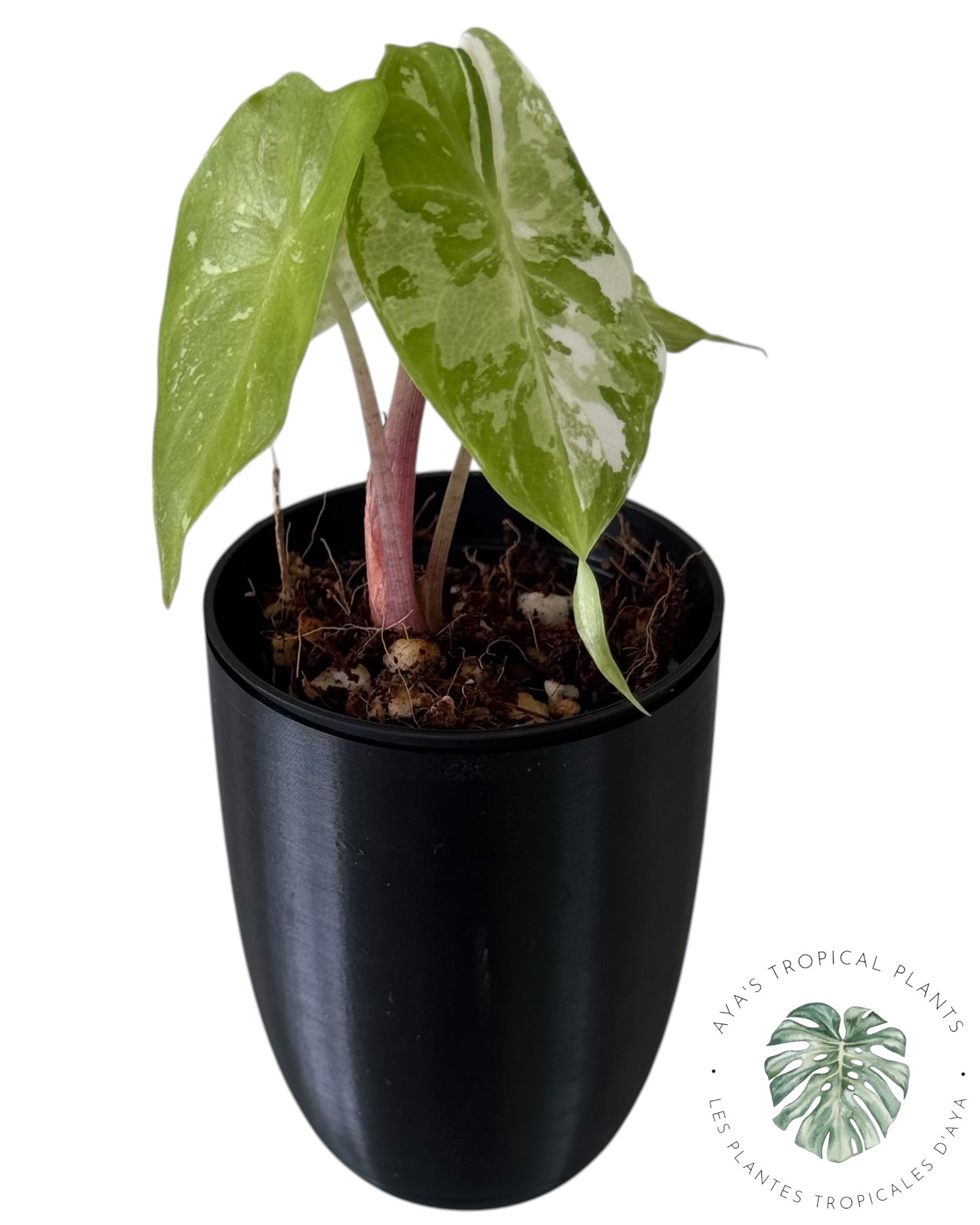 Alocasia Pink Dragon Albo