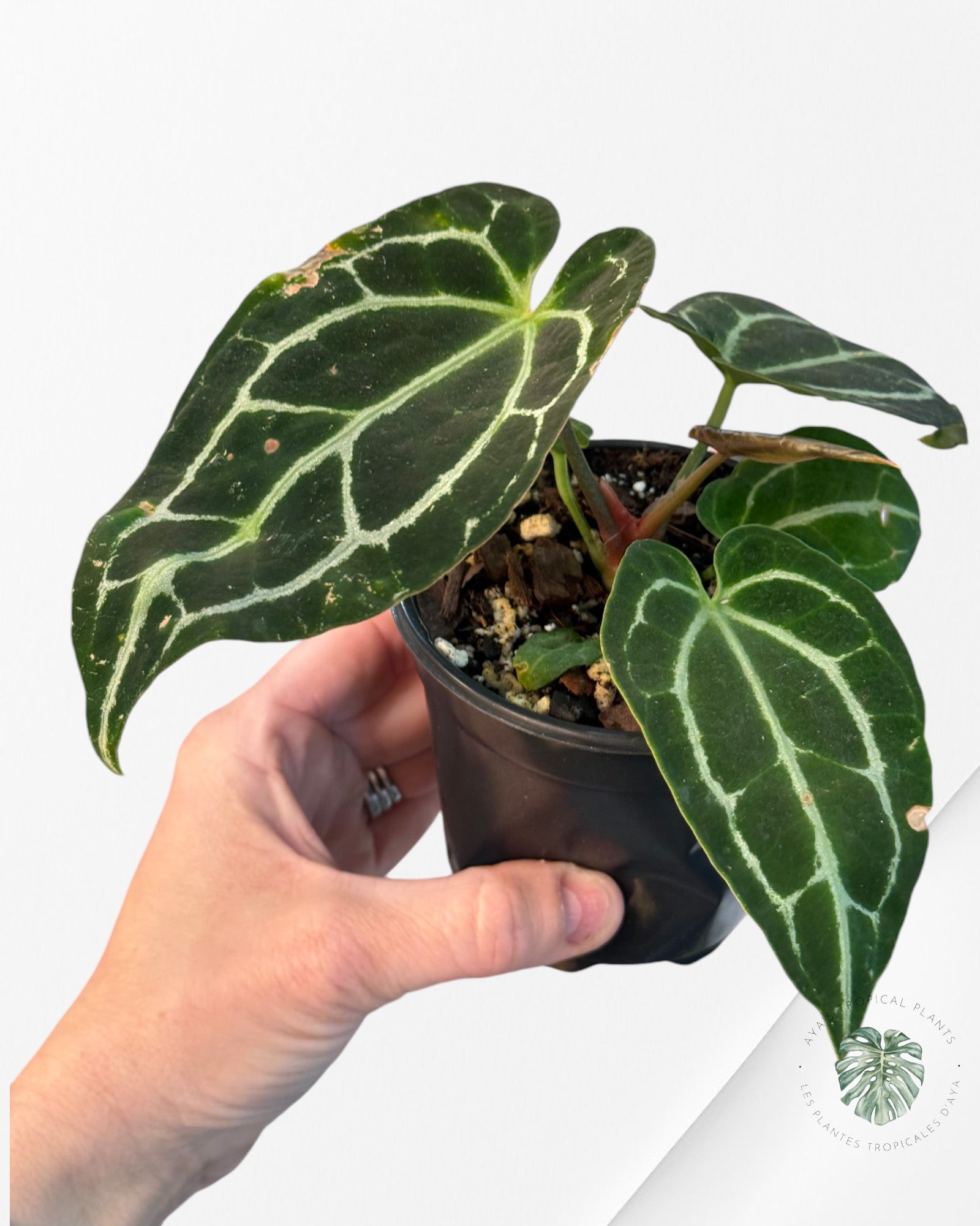 Anthurium Crystallinum-H