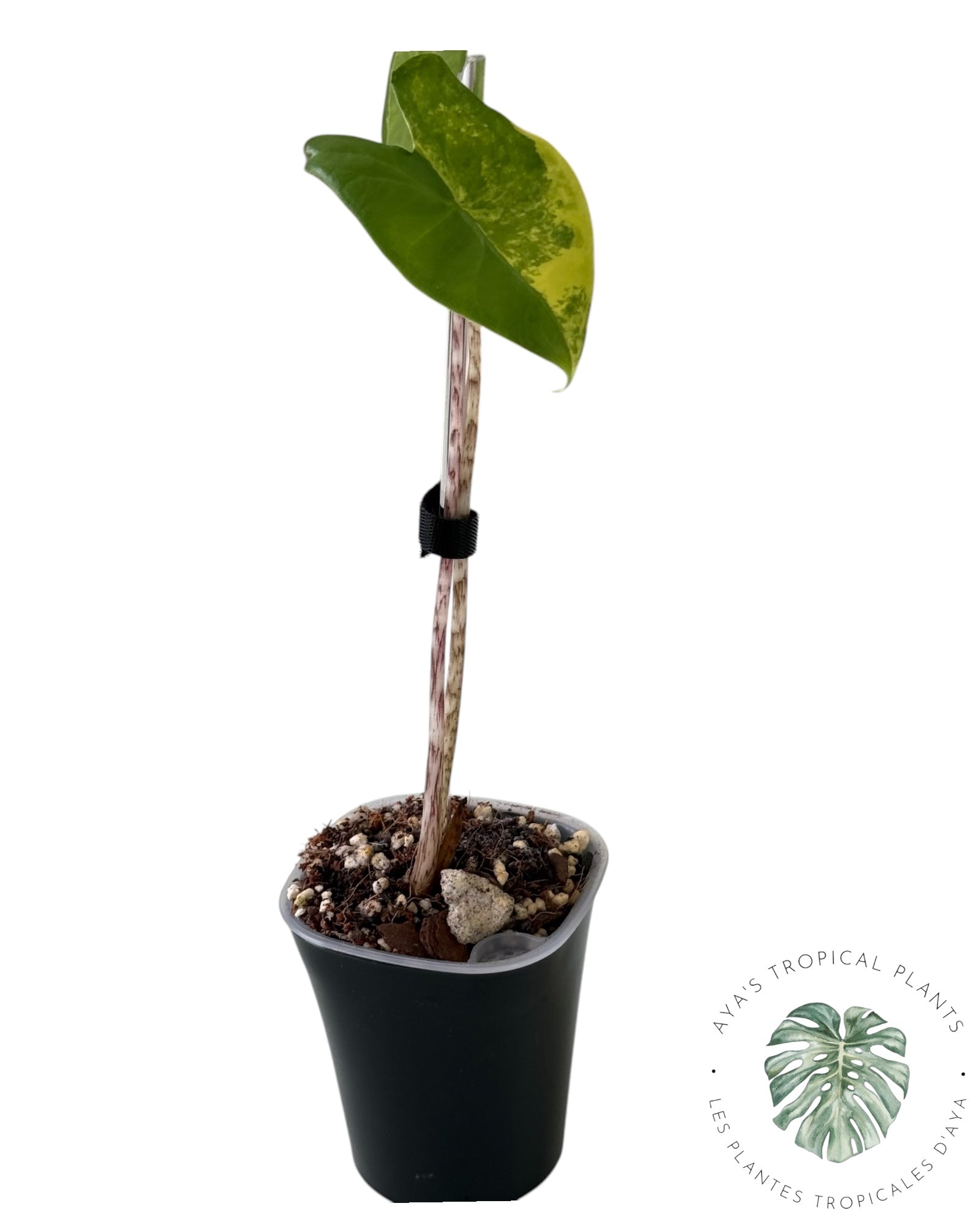 Alocasia Zebrina Aurea