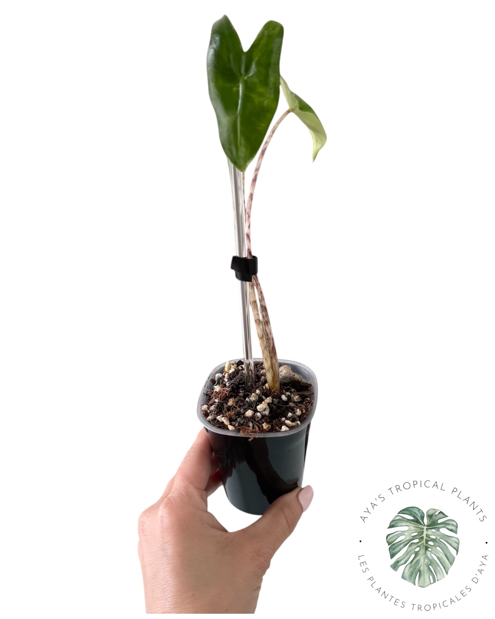 Alocasia Zebrina Aurea