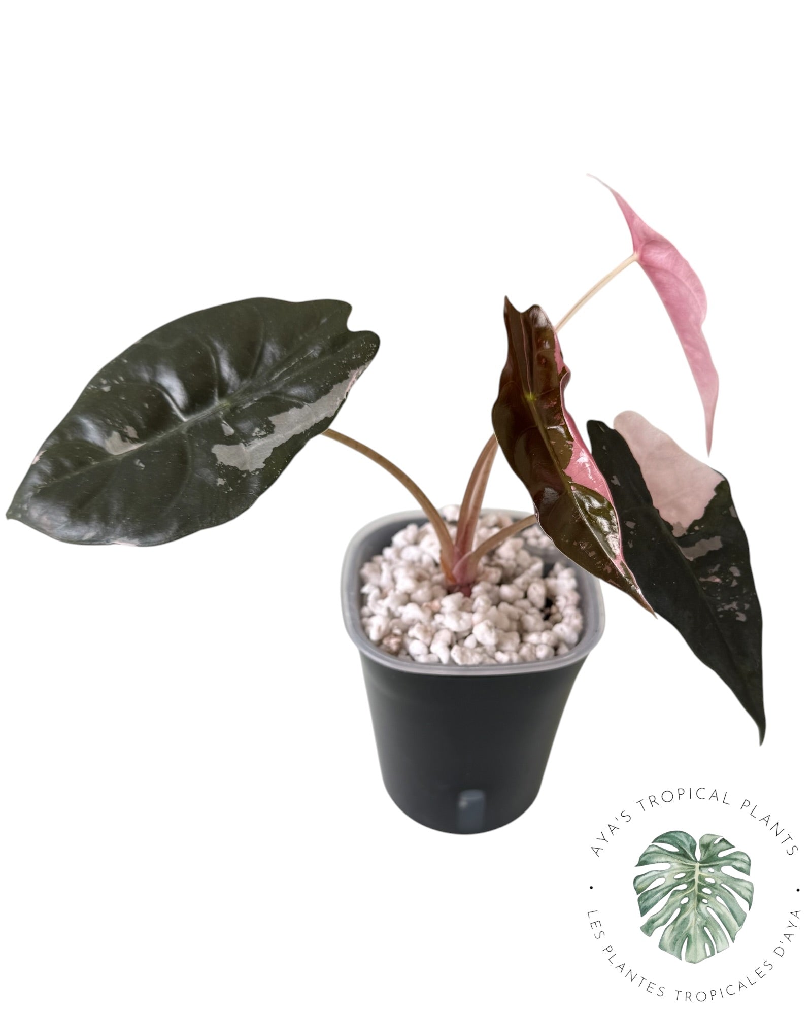 Alocasia Chantrieri Pink Variegated