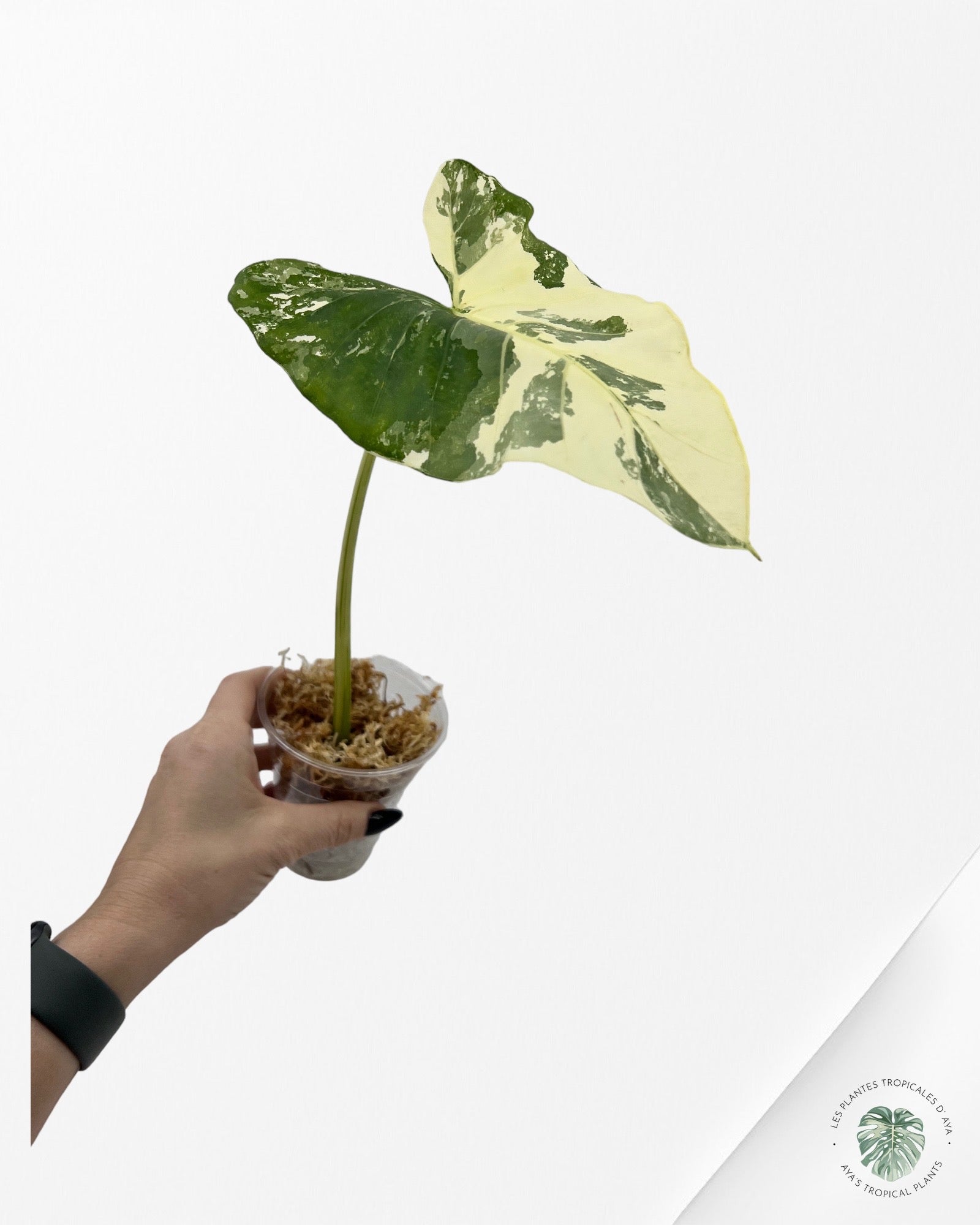 Alocasia macrorrhiza f. Variegata-7576