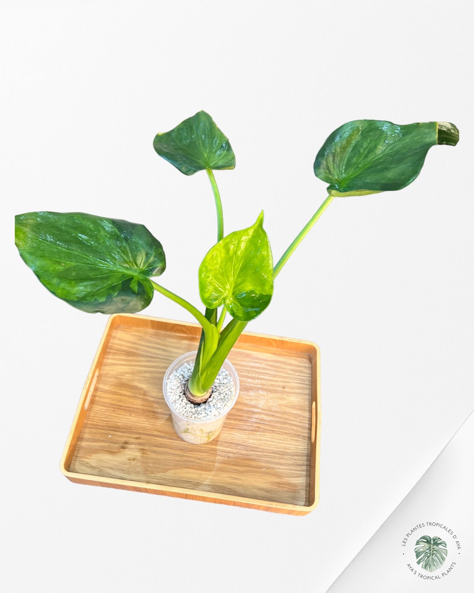 Alocasia 'Broken Heart' cucullata variegata-1224