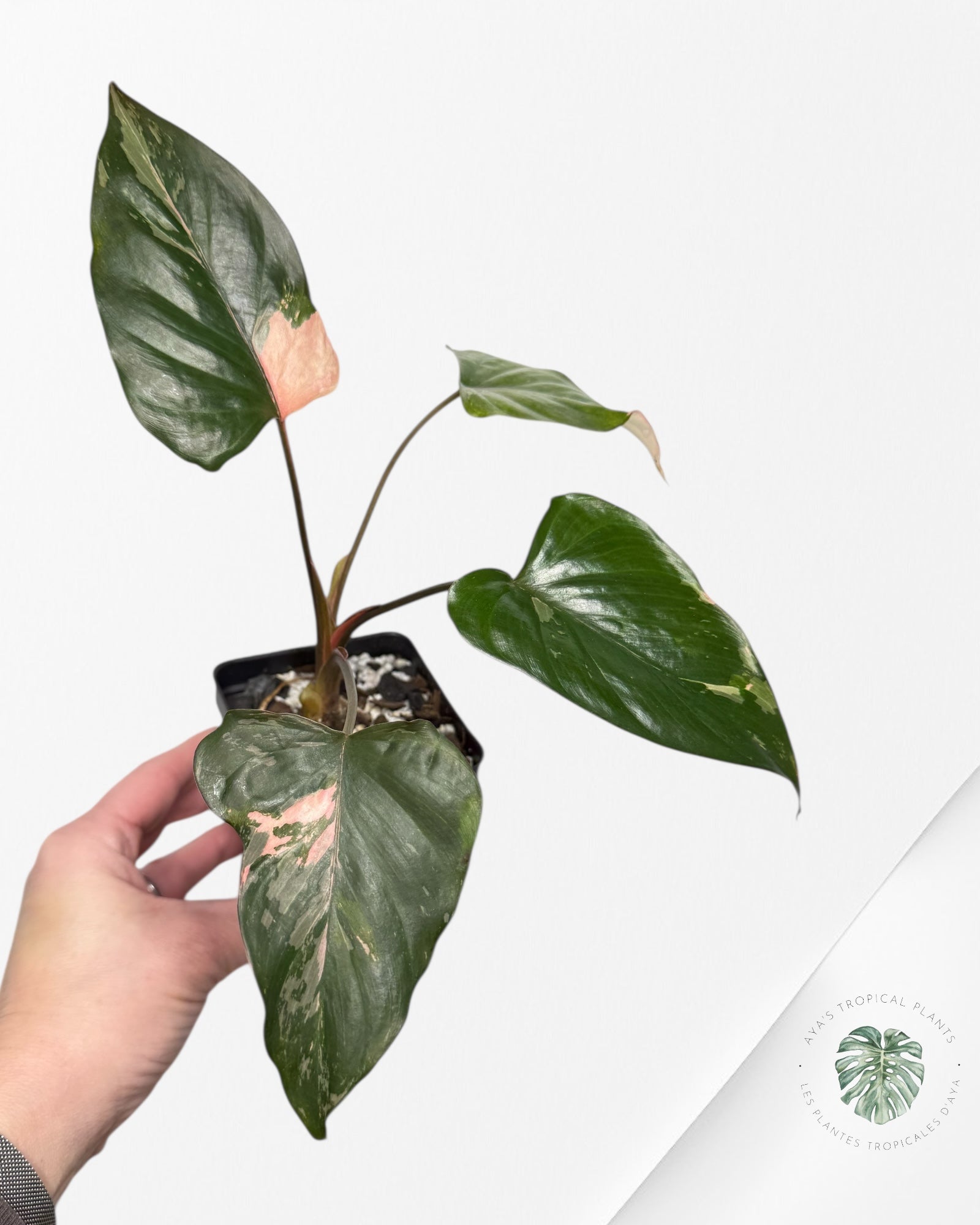 Homalomena Pink Diamond