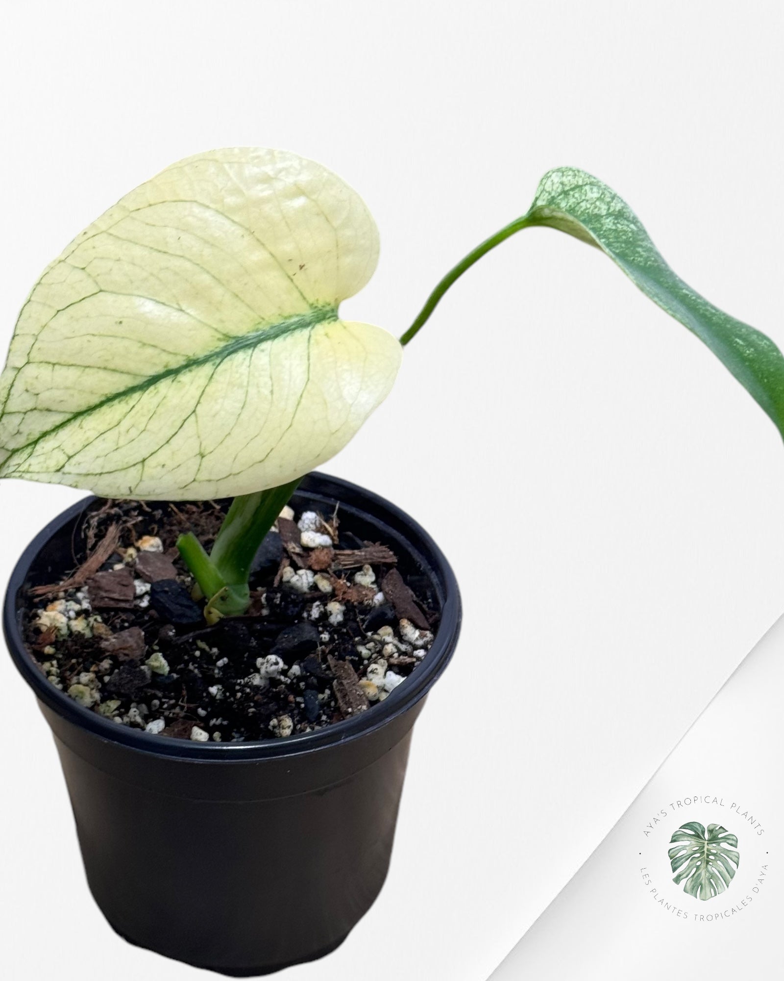 Monstera Deliciosa Mint -13