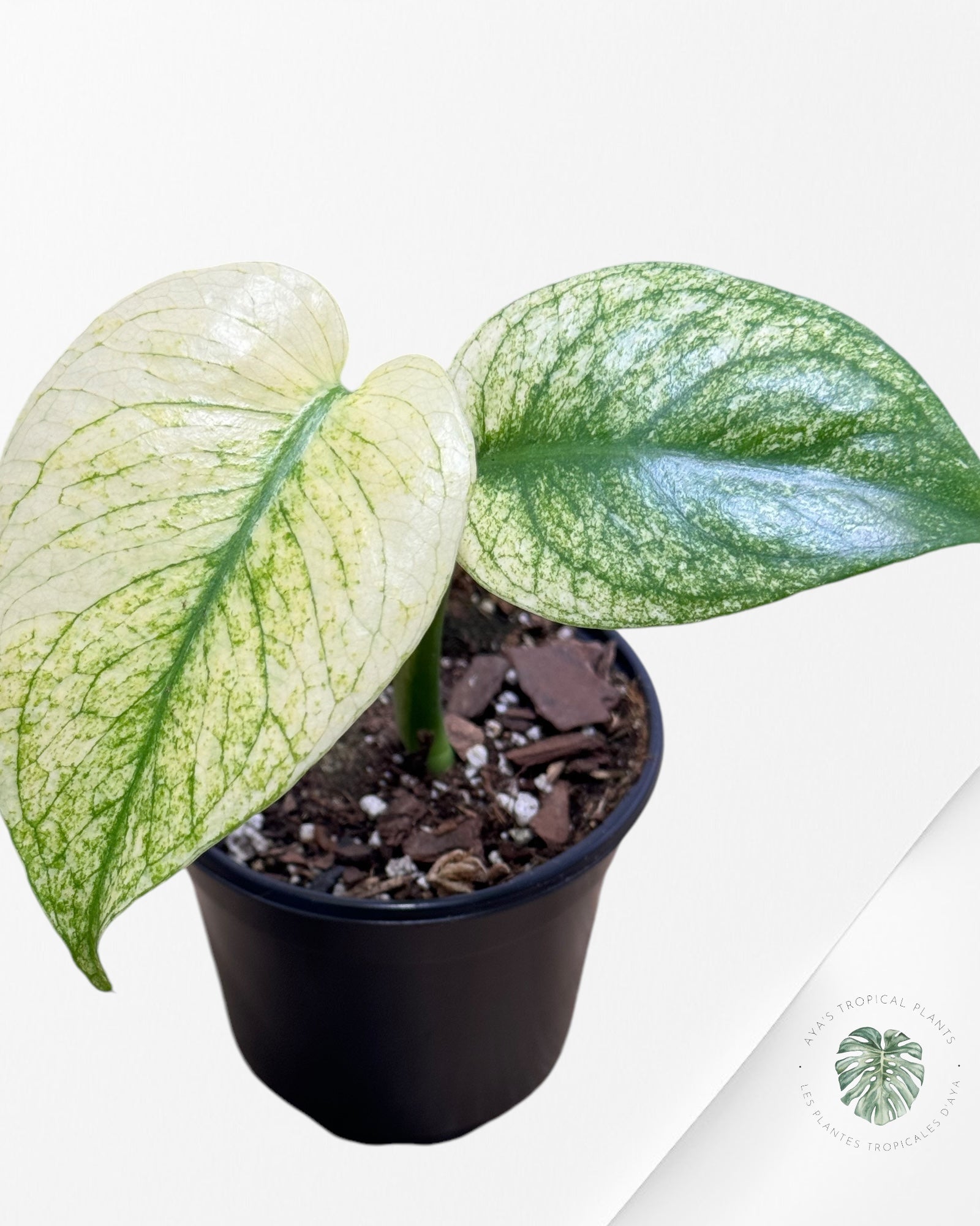 Monstera Deliciosa Mint -11