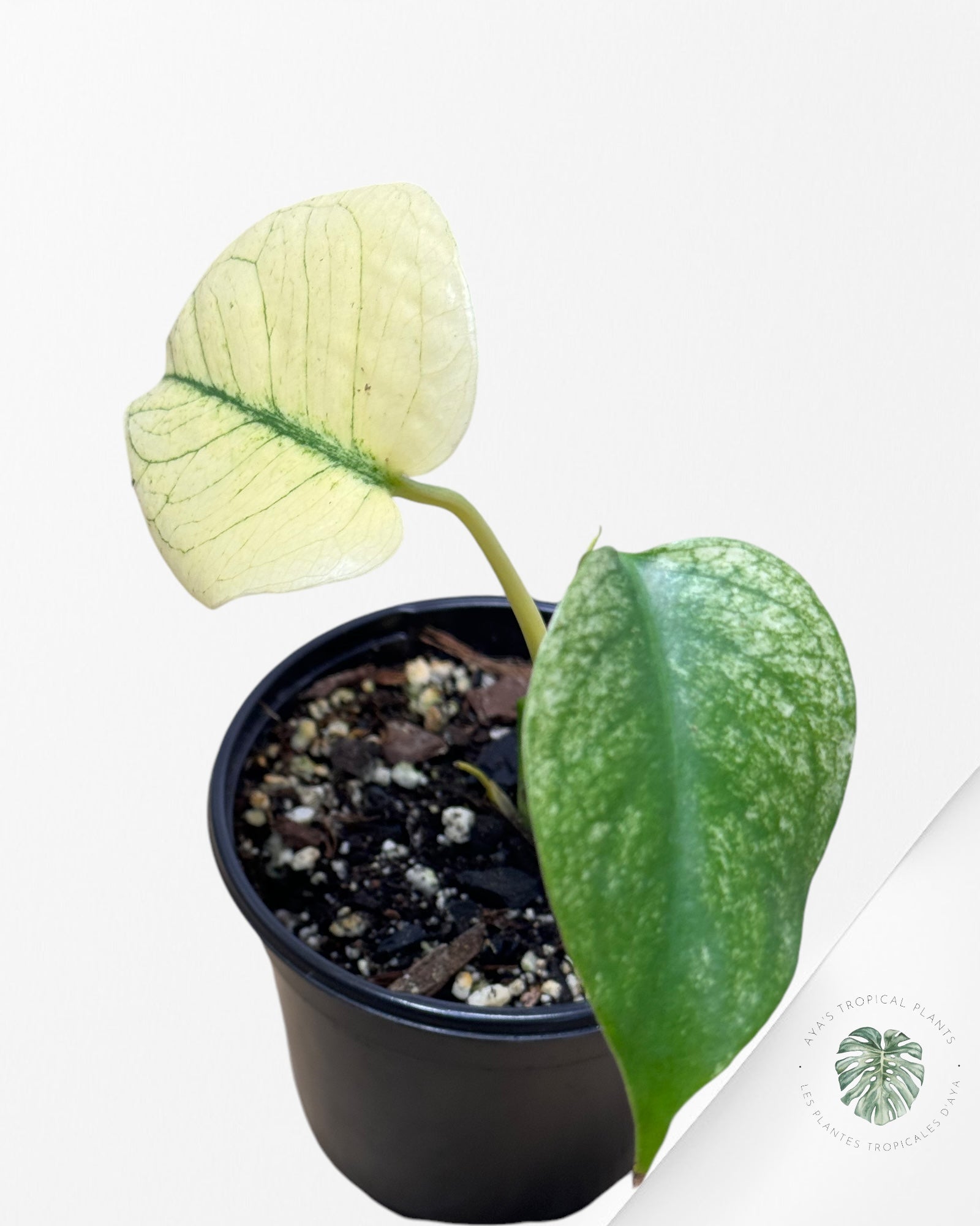 Monstera Deliciosa Mint -13