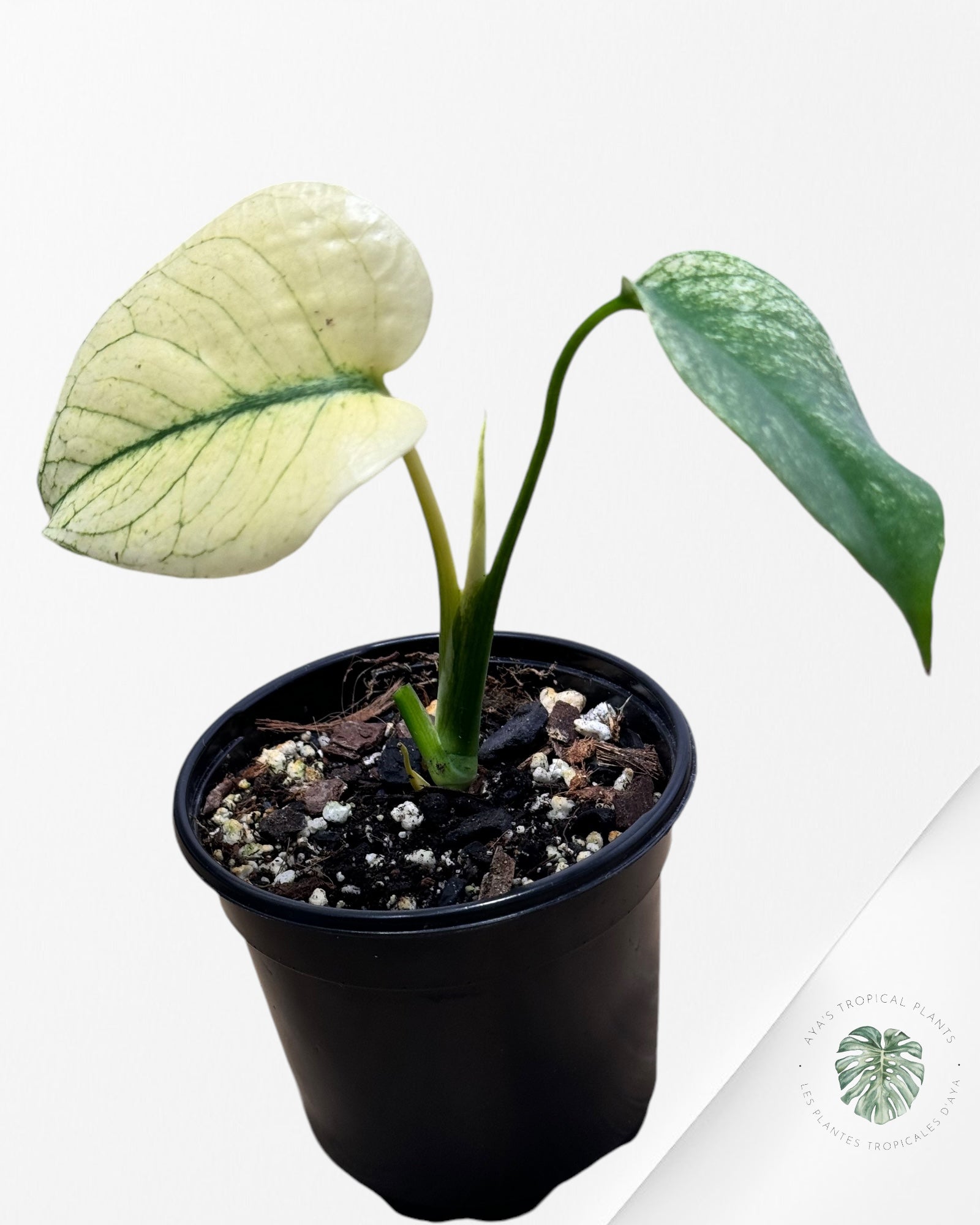 Monstera Deliciosa Mint -13