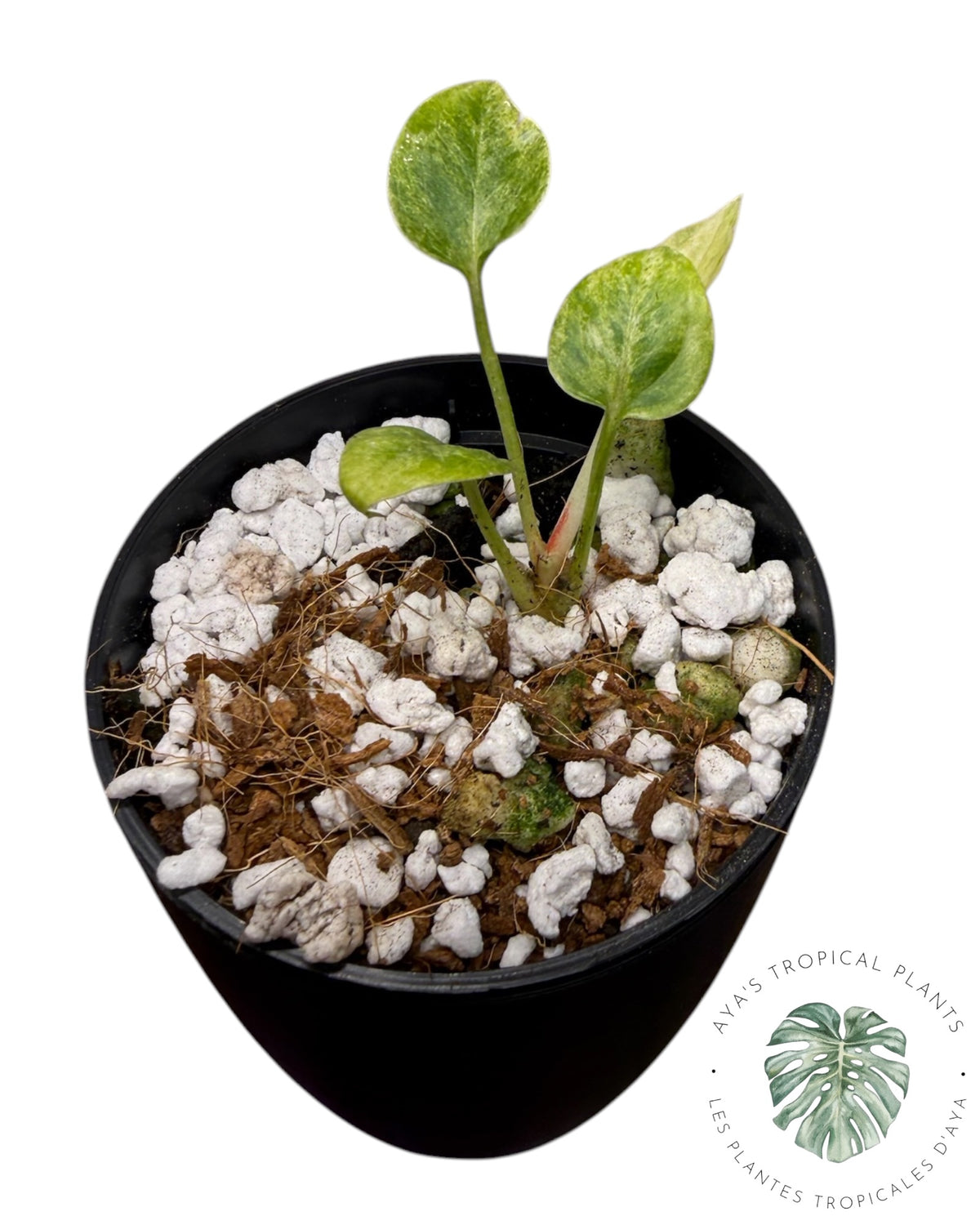 Anthurium Hookeri Albo Variegated