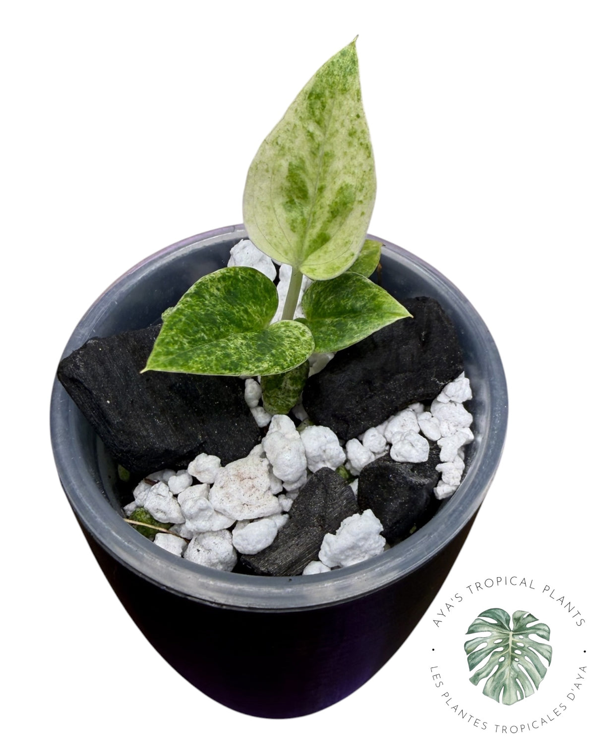 Anthurium Hookeri Albo Variegated
