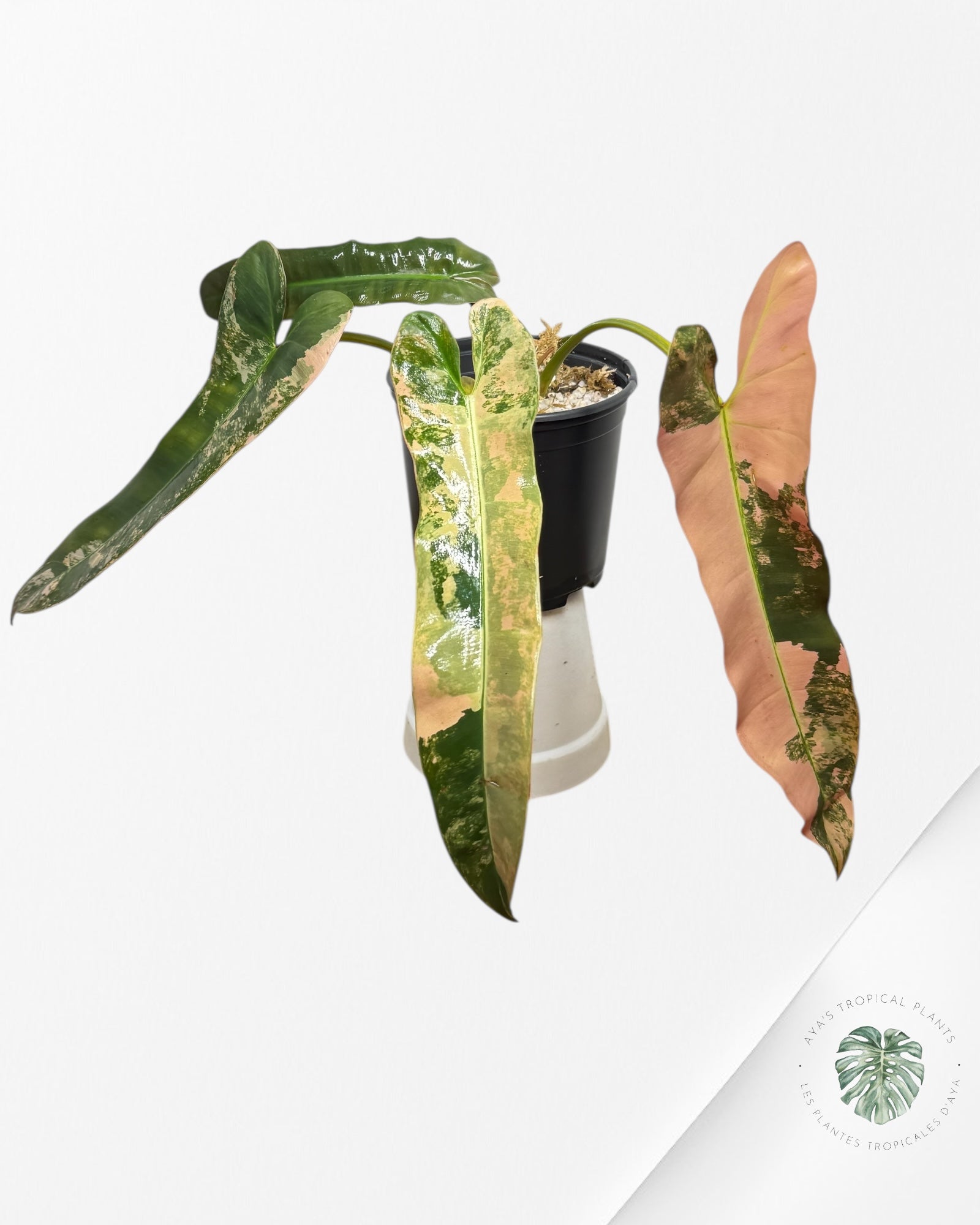 Philodendron Atabapoense Pink Variegated -01