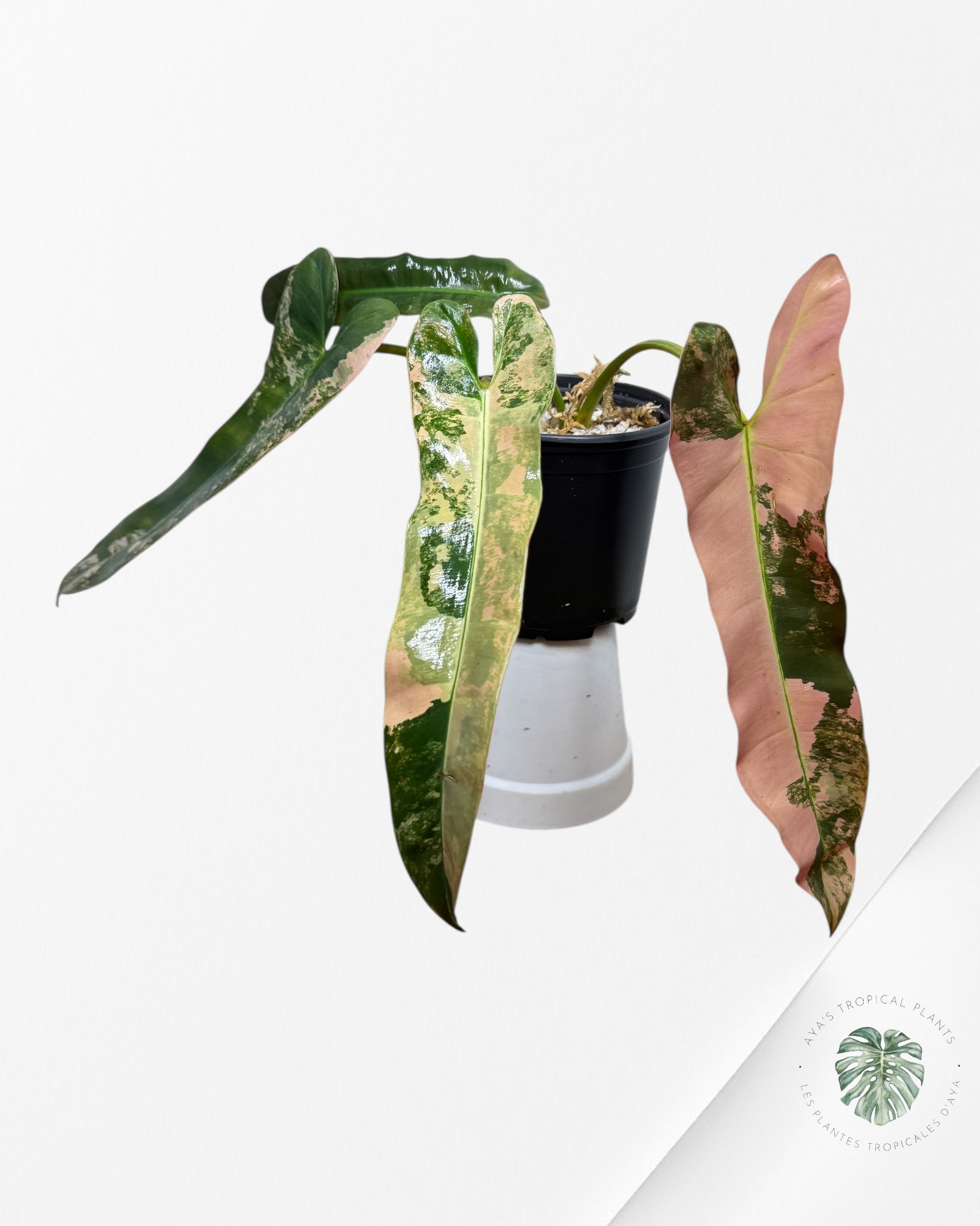 Philodendron Atabapoense Pink Variegated -01