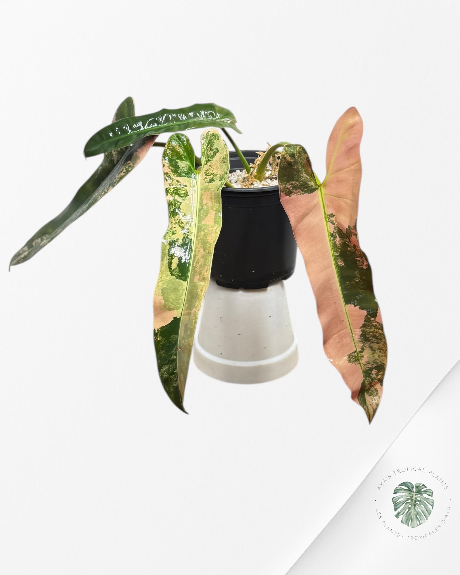 Philodendron Atabapoense Pink Variegated -01