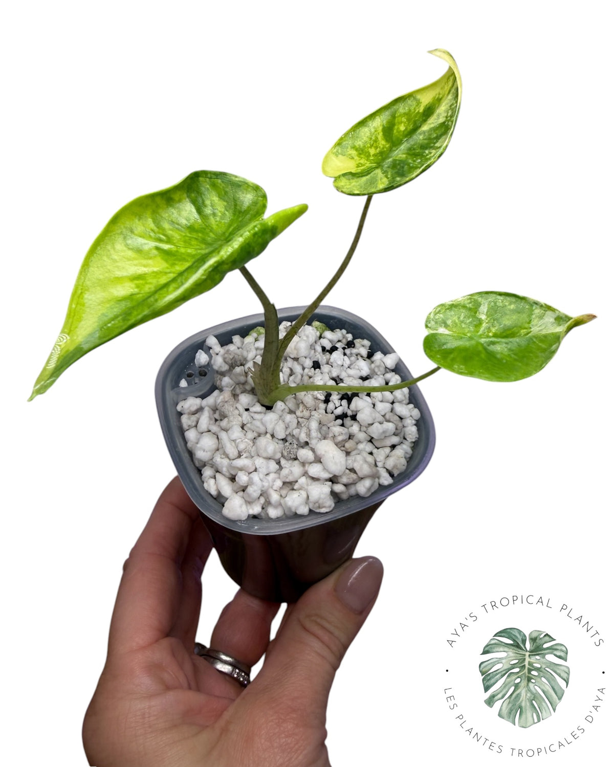 Alocasia Macrorrhizos ‘Shock Treatment’ Aurea Variegated