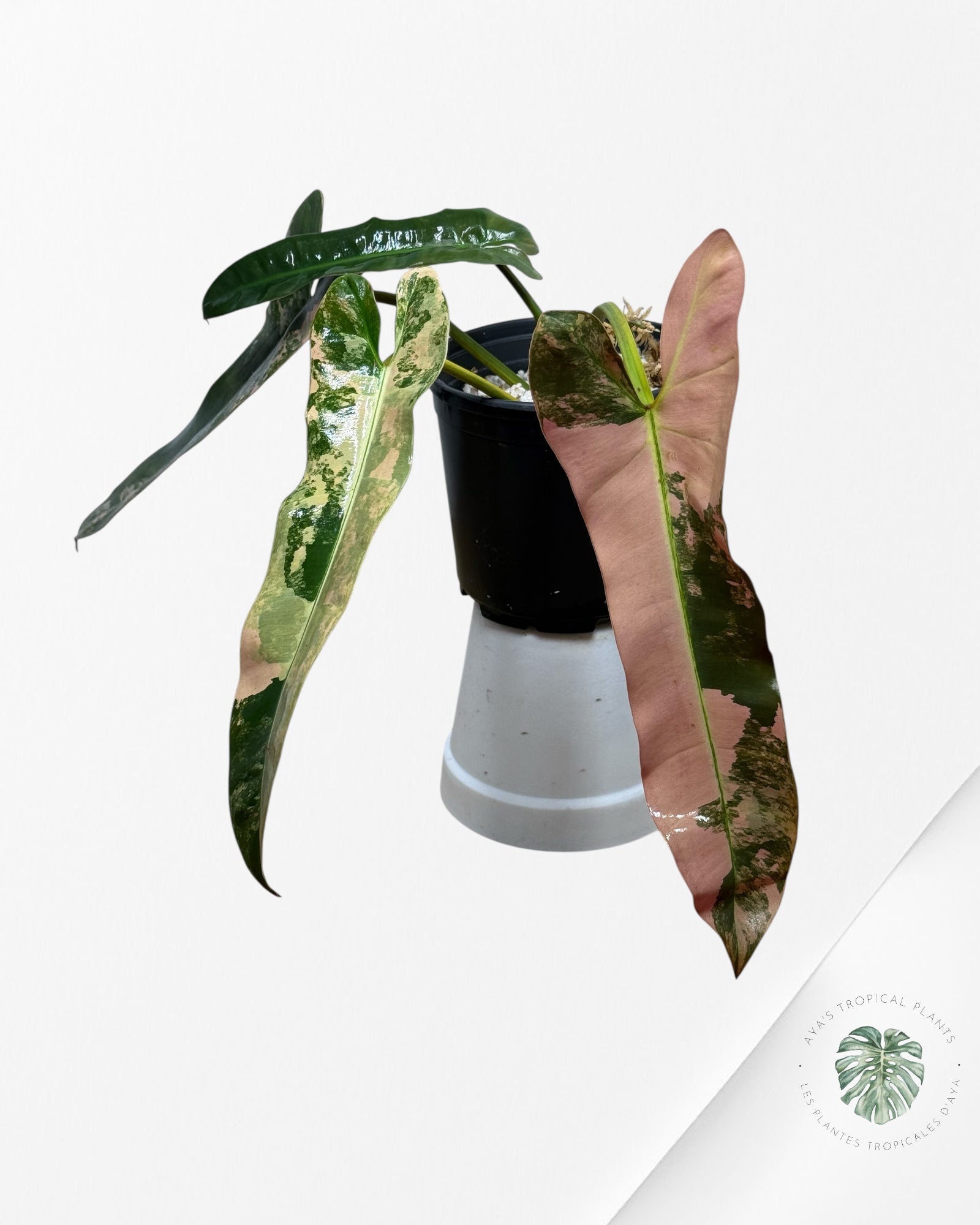 Philodendron Atabapoense Pink Variegated -01