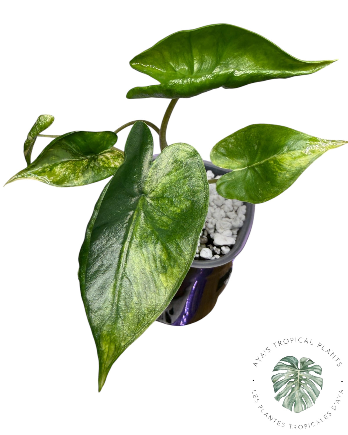 Alocasia Macrorrhizos ‘Shock Treatment’ Aurea Variegated