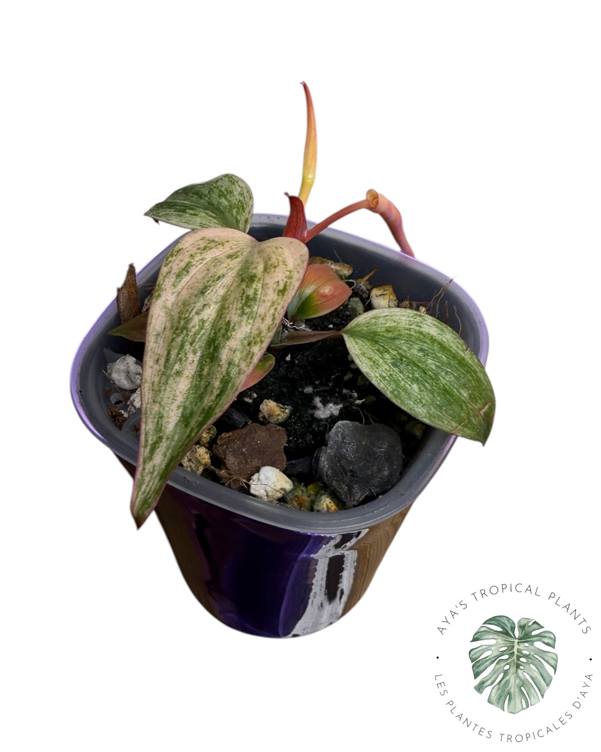 Philodendron Pink Micans Mint