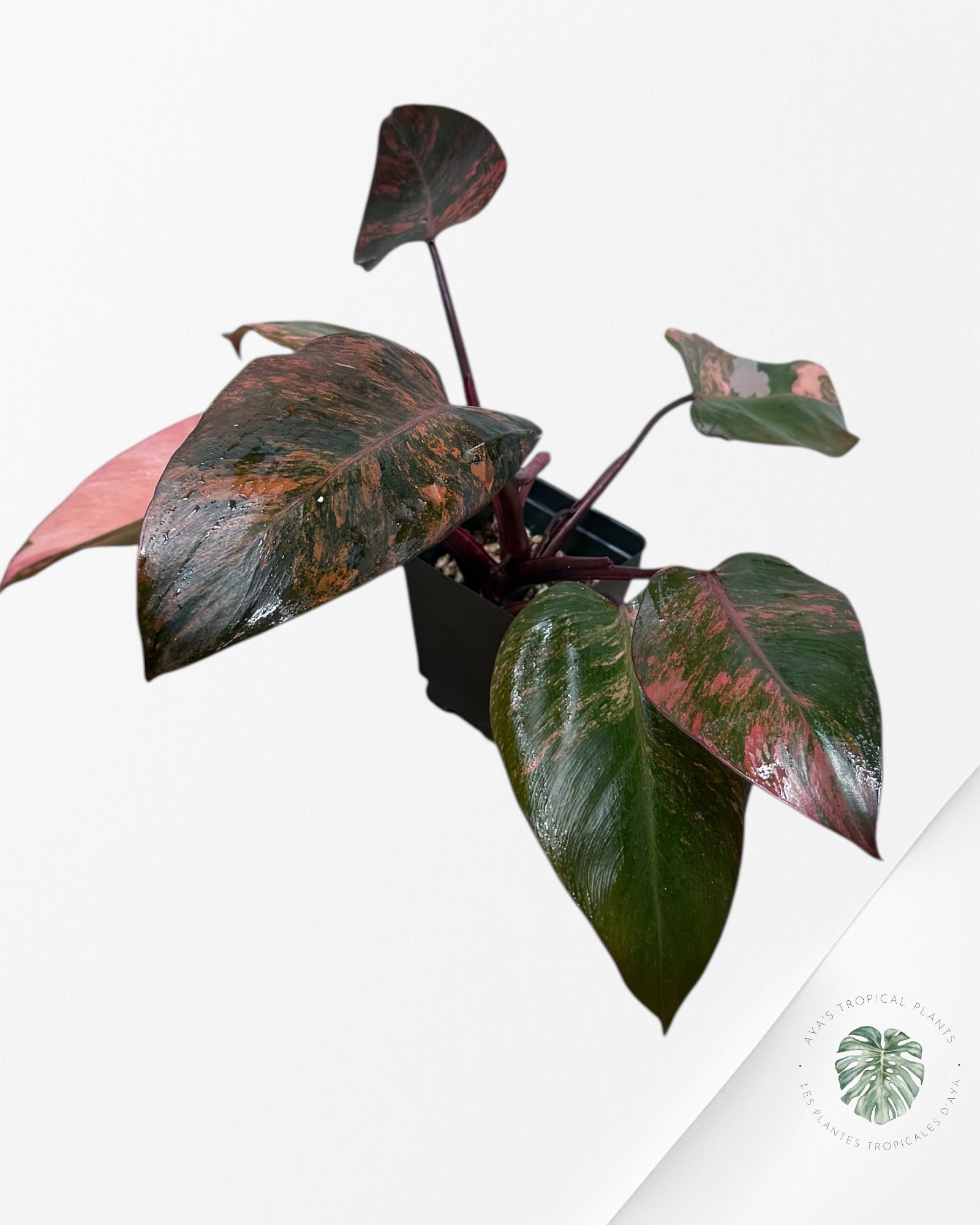 Philodendron Pink Princess Tricolor