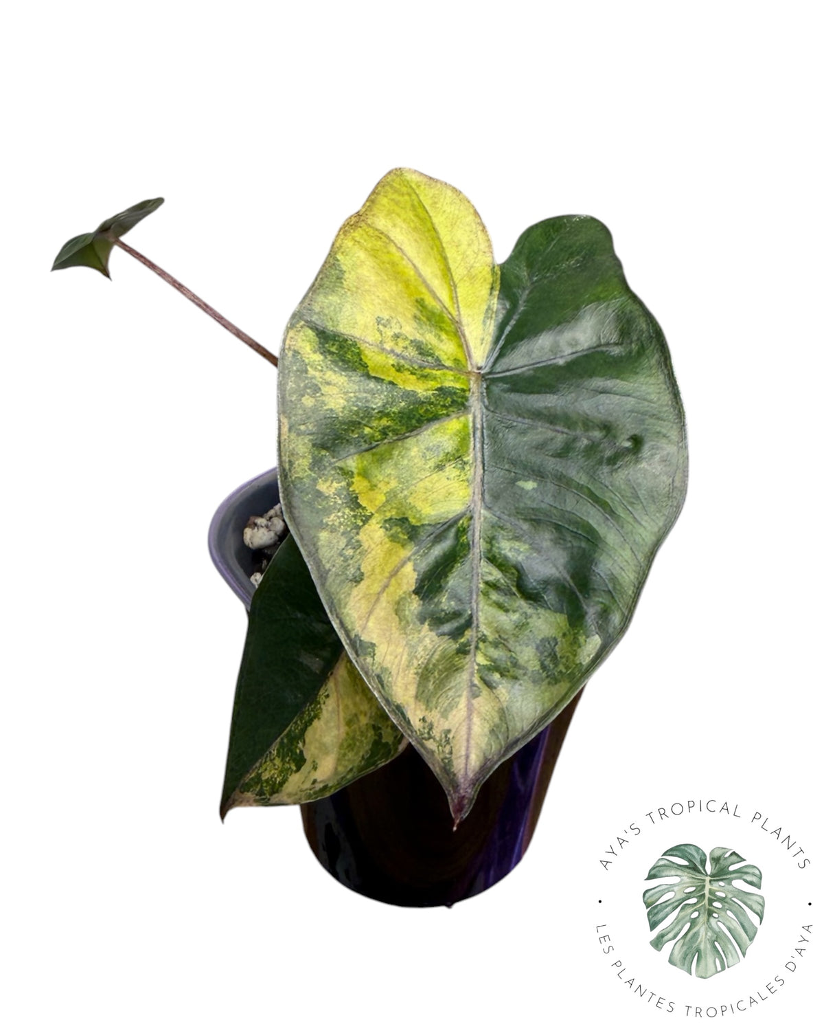 Alocasia Yucatan Aurea Variegated