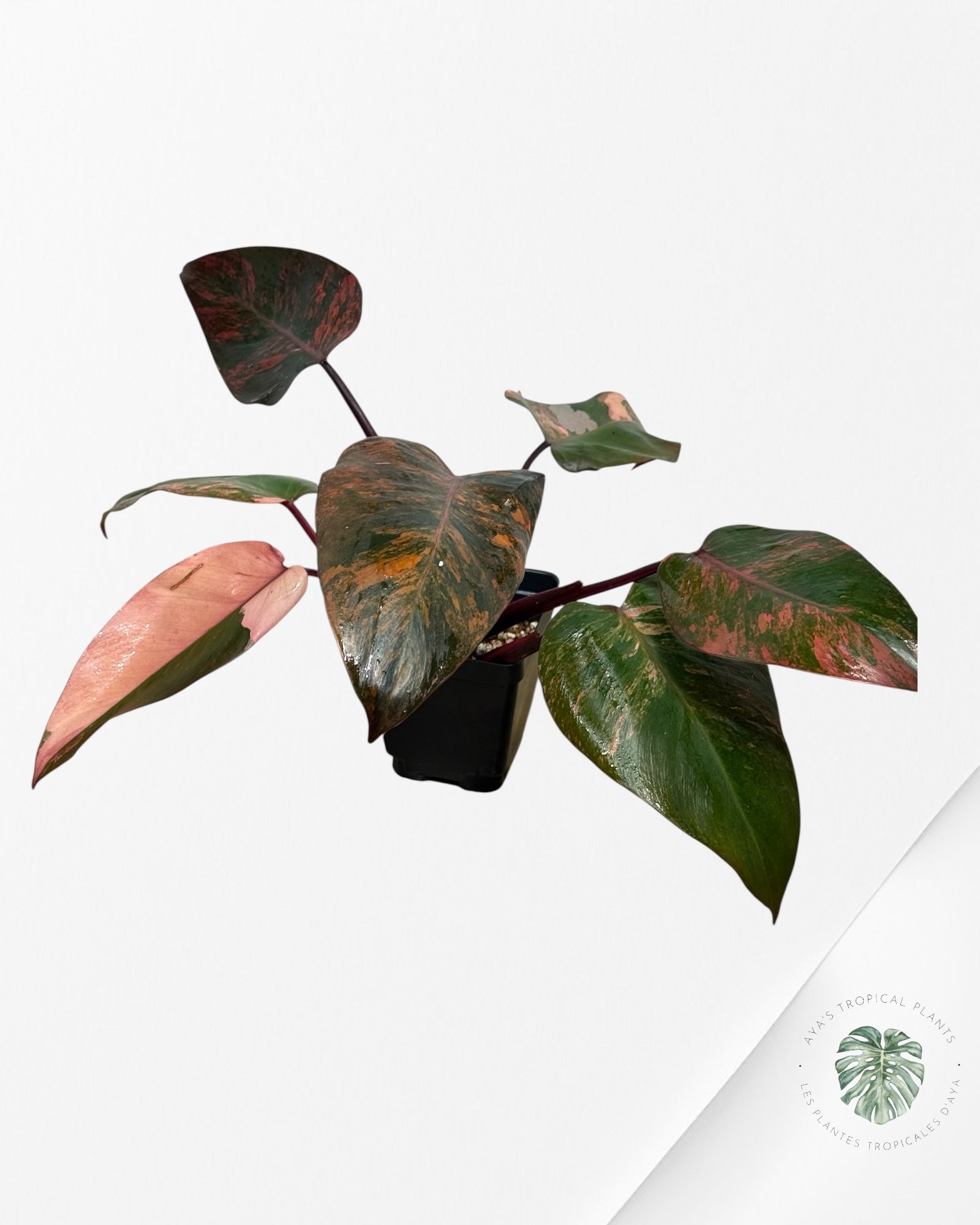 Philodendron Pink Princess Tricolor